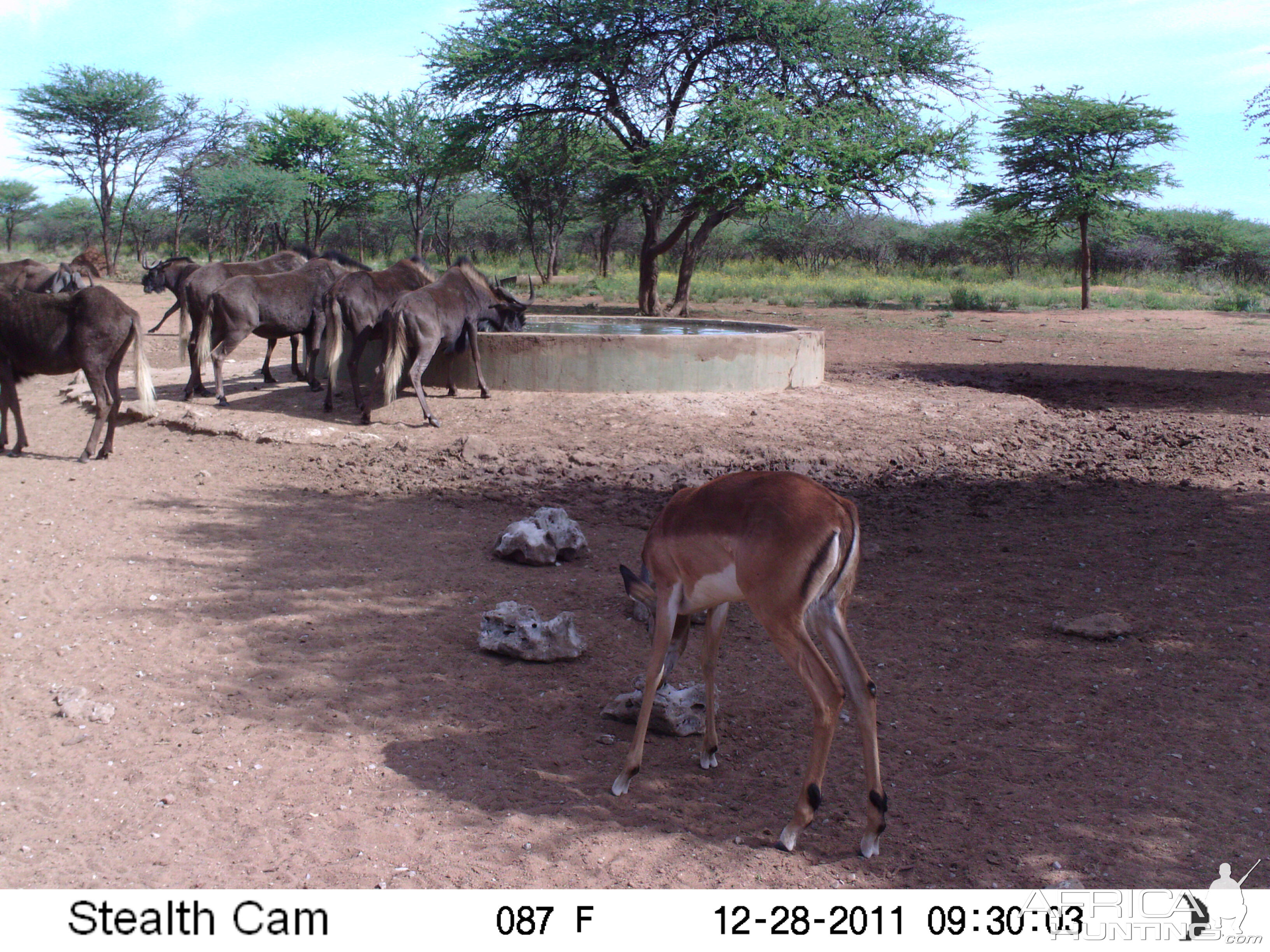 Trail Camera Namibia