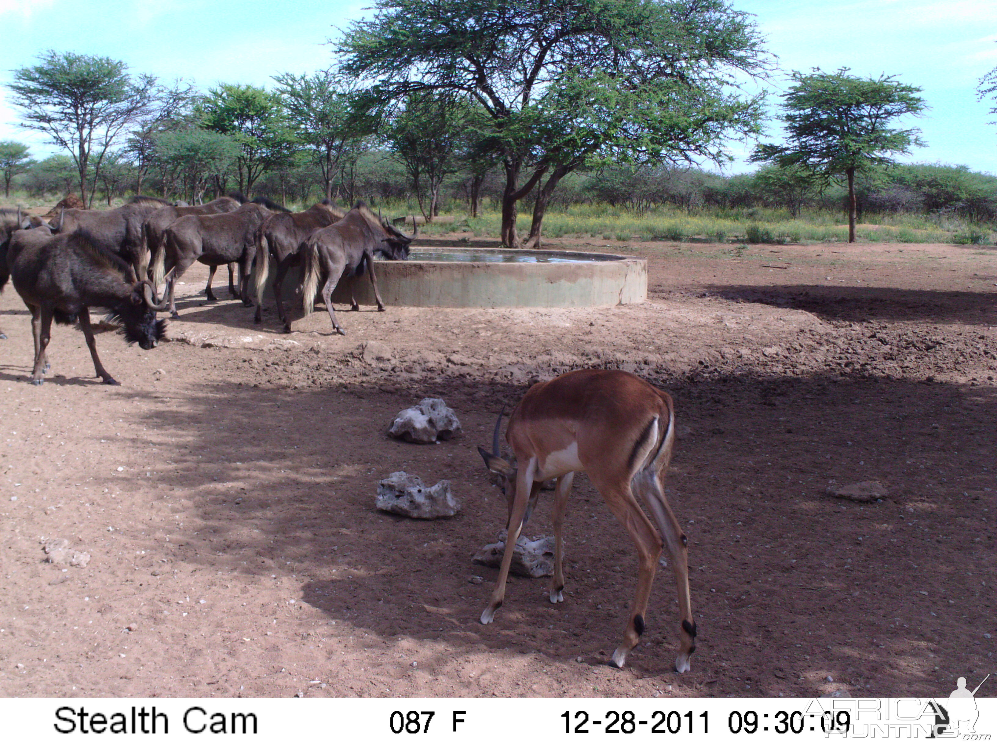 Trail Camera Namibia