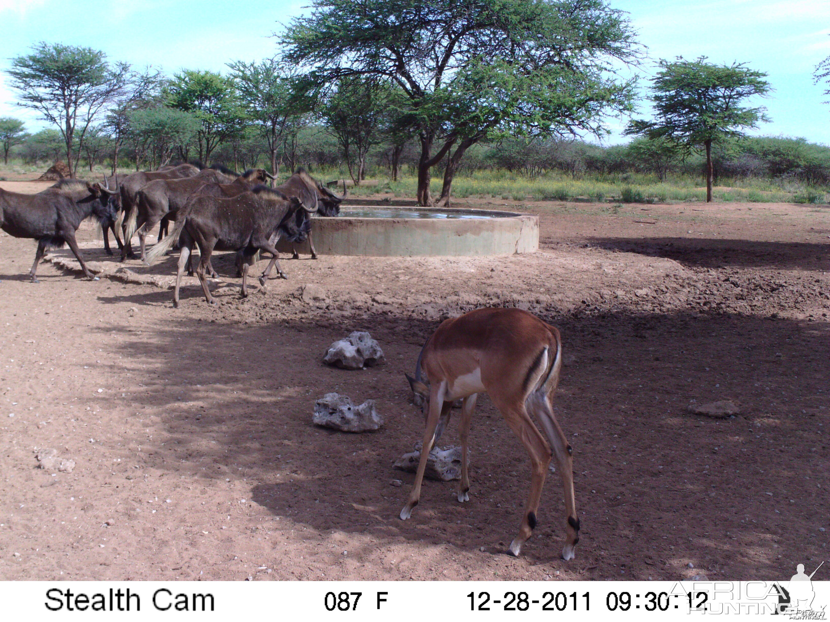 Trail Camera Namibia