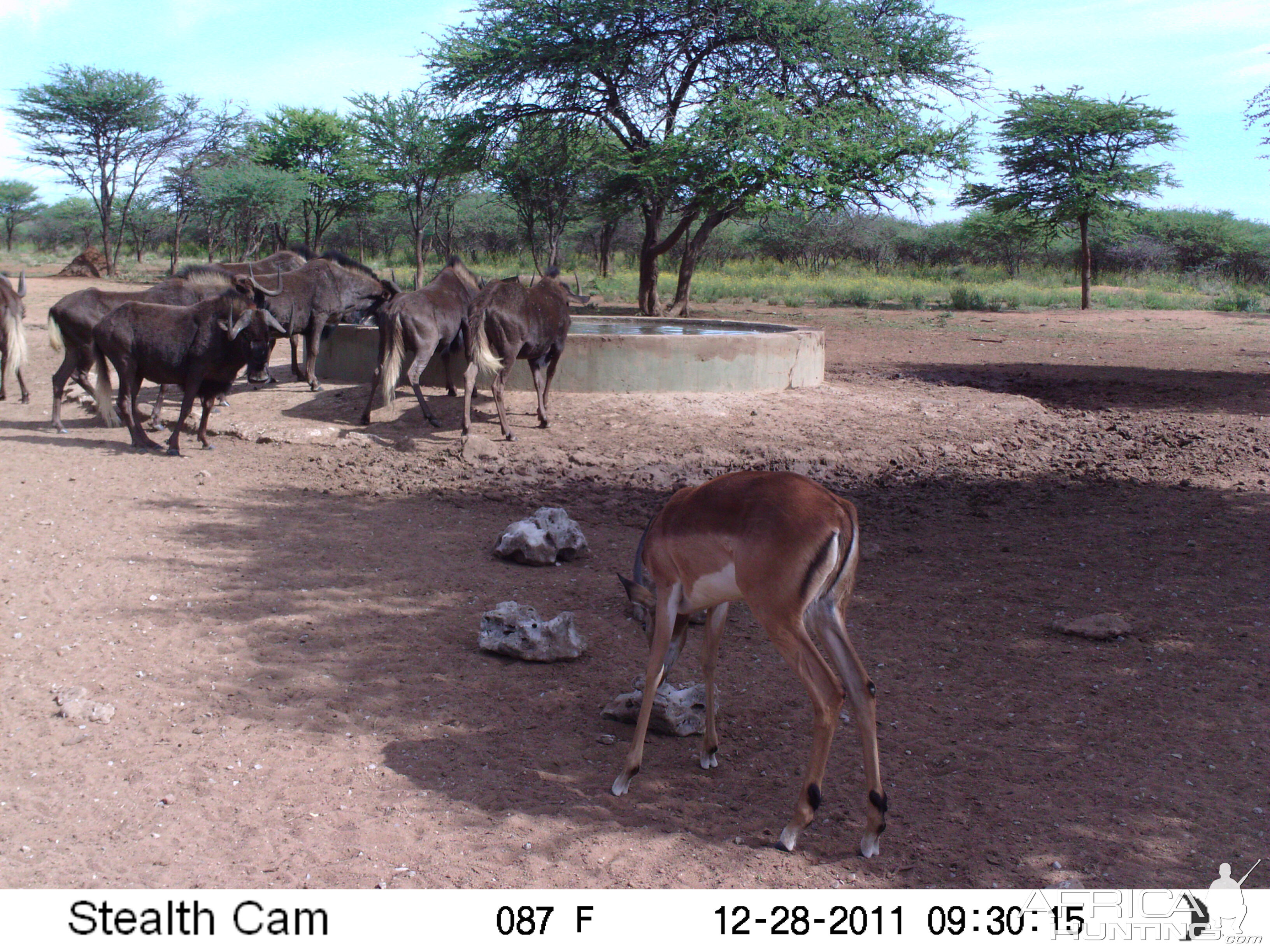 Trail Camera Namibia