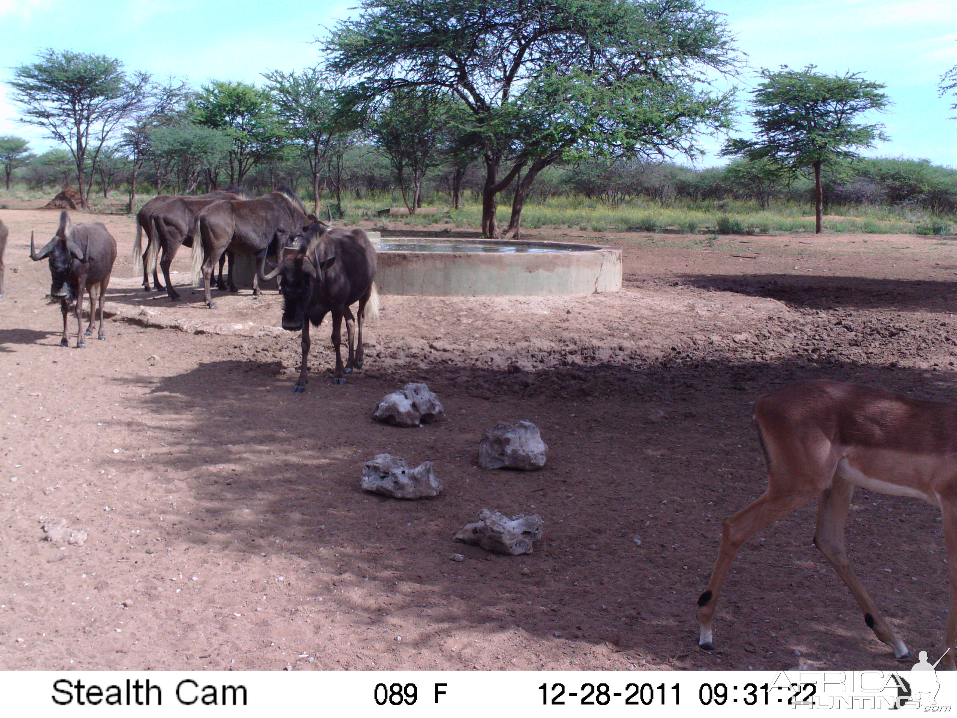 Trail Camera Namibia