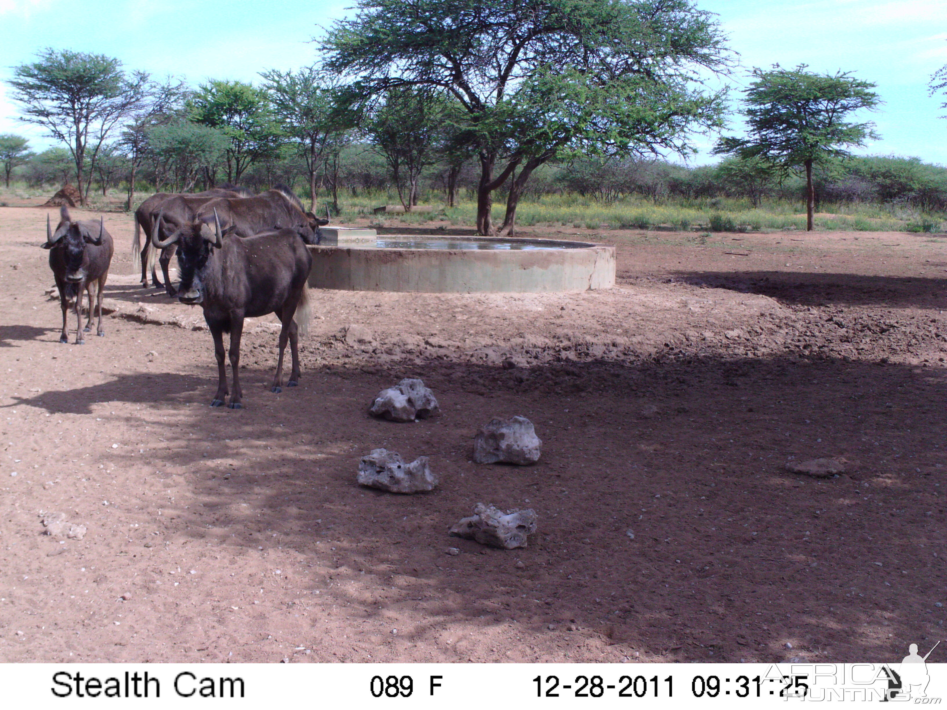 Trail Camera Namibia