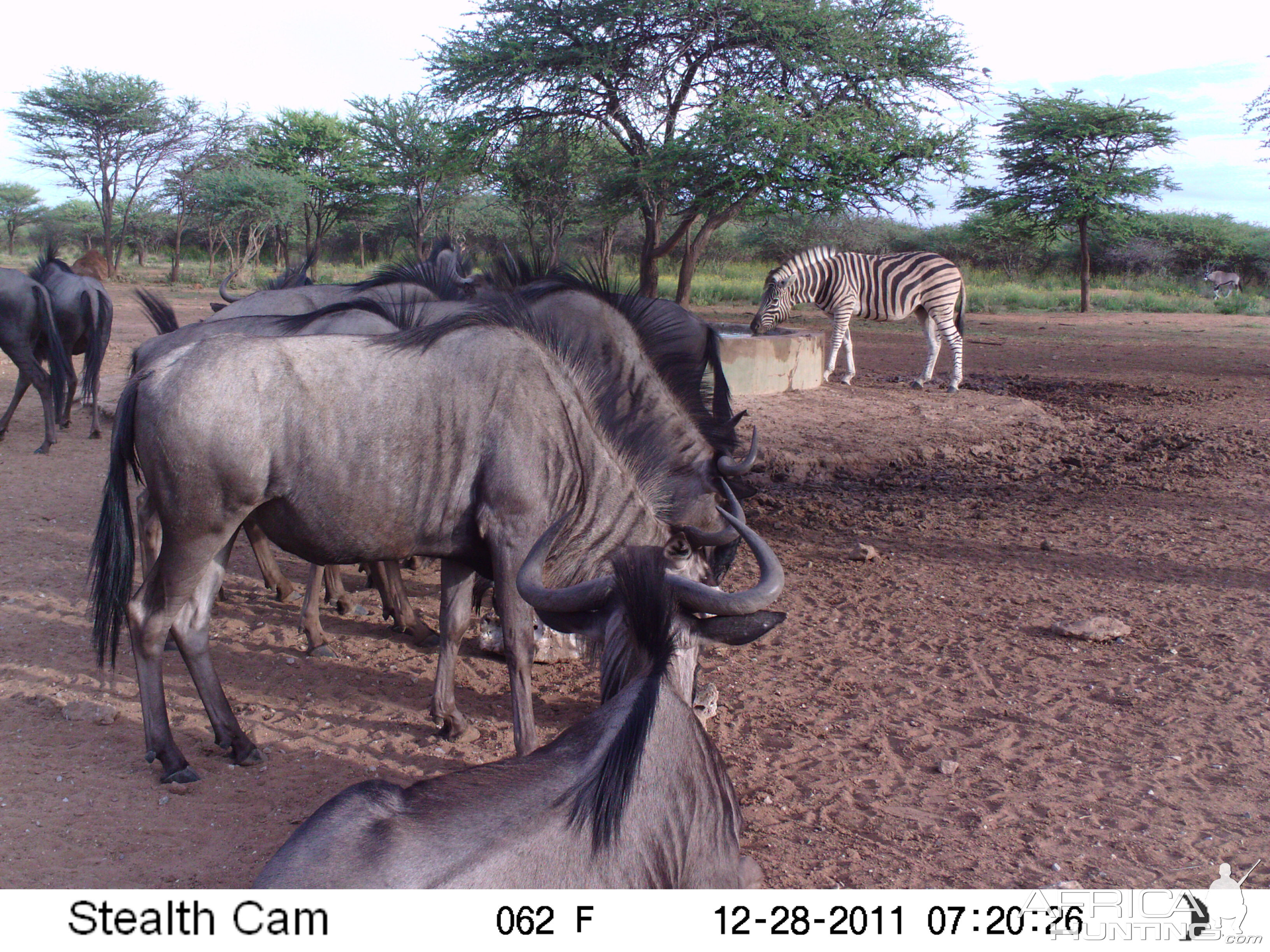 Trail Camera Namibia