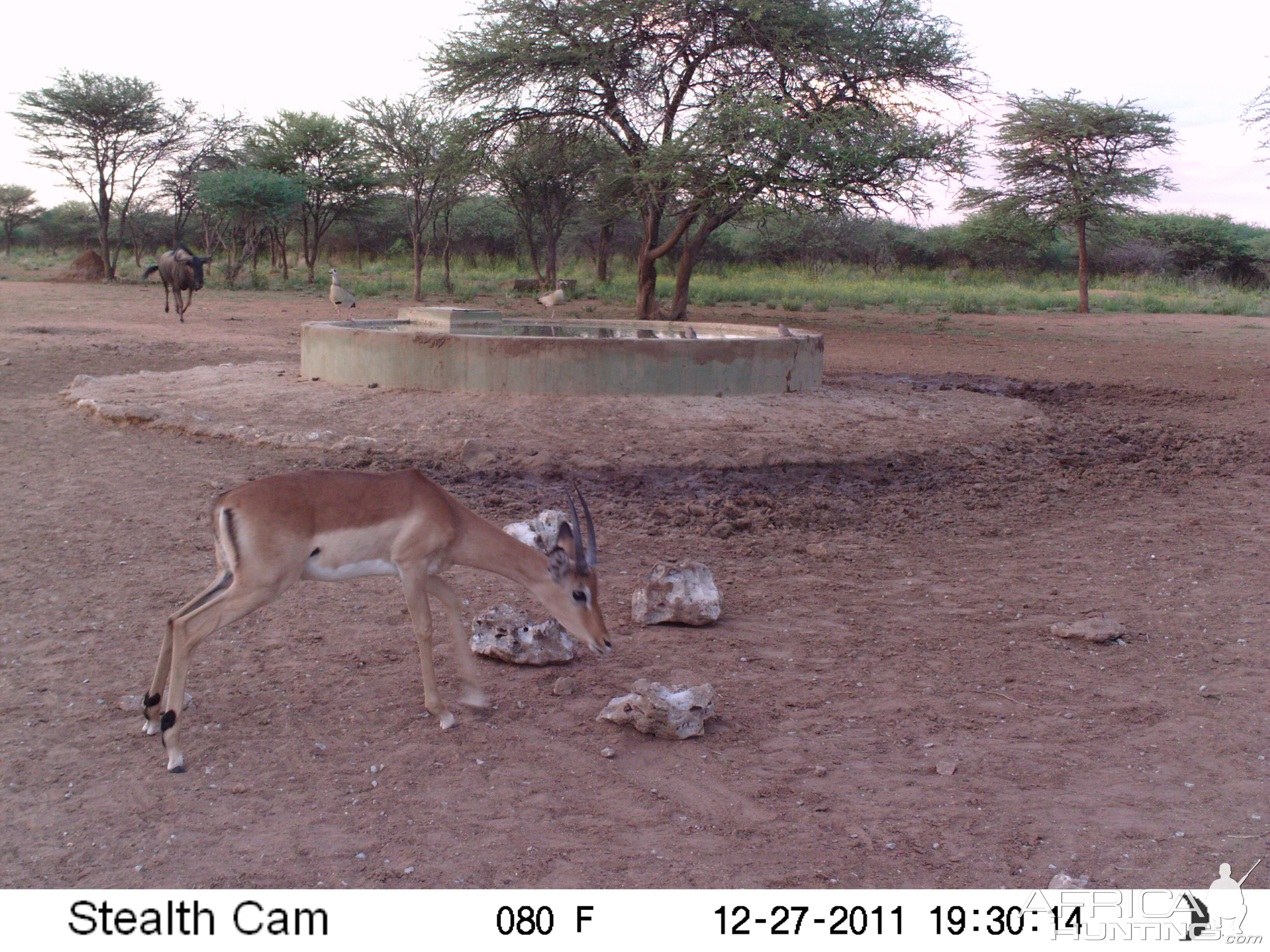 Trail Camera Namibia