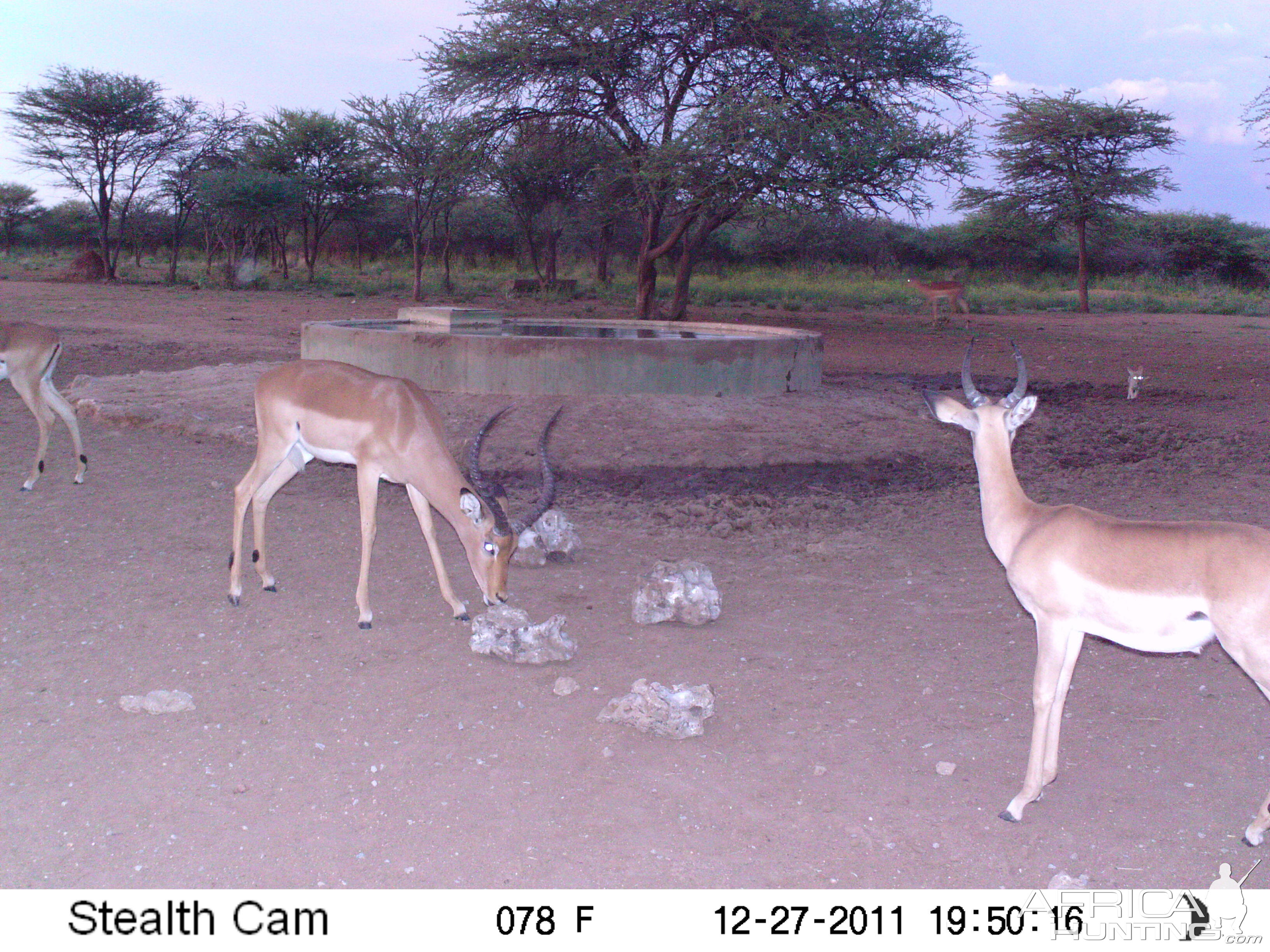 Trail Camera Namibia