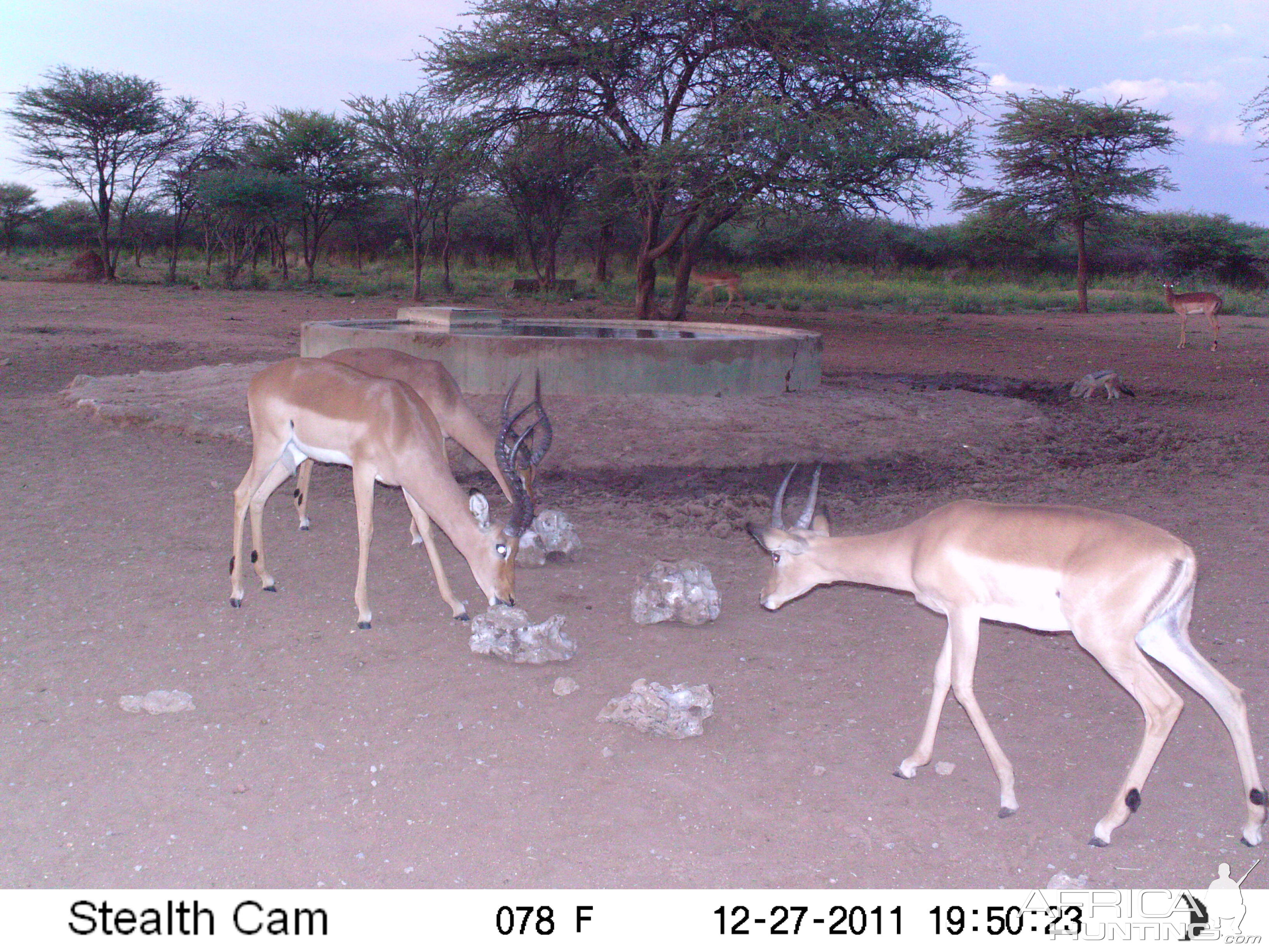 Trail Camera Namibia