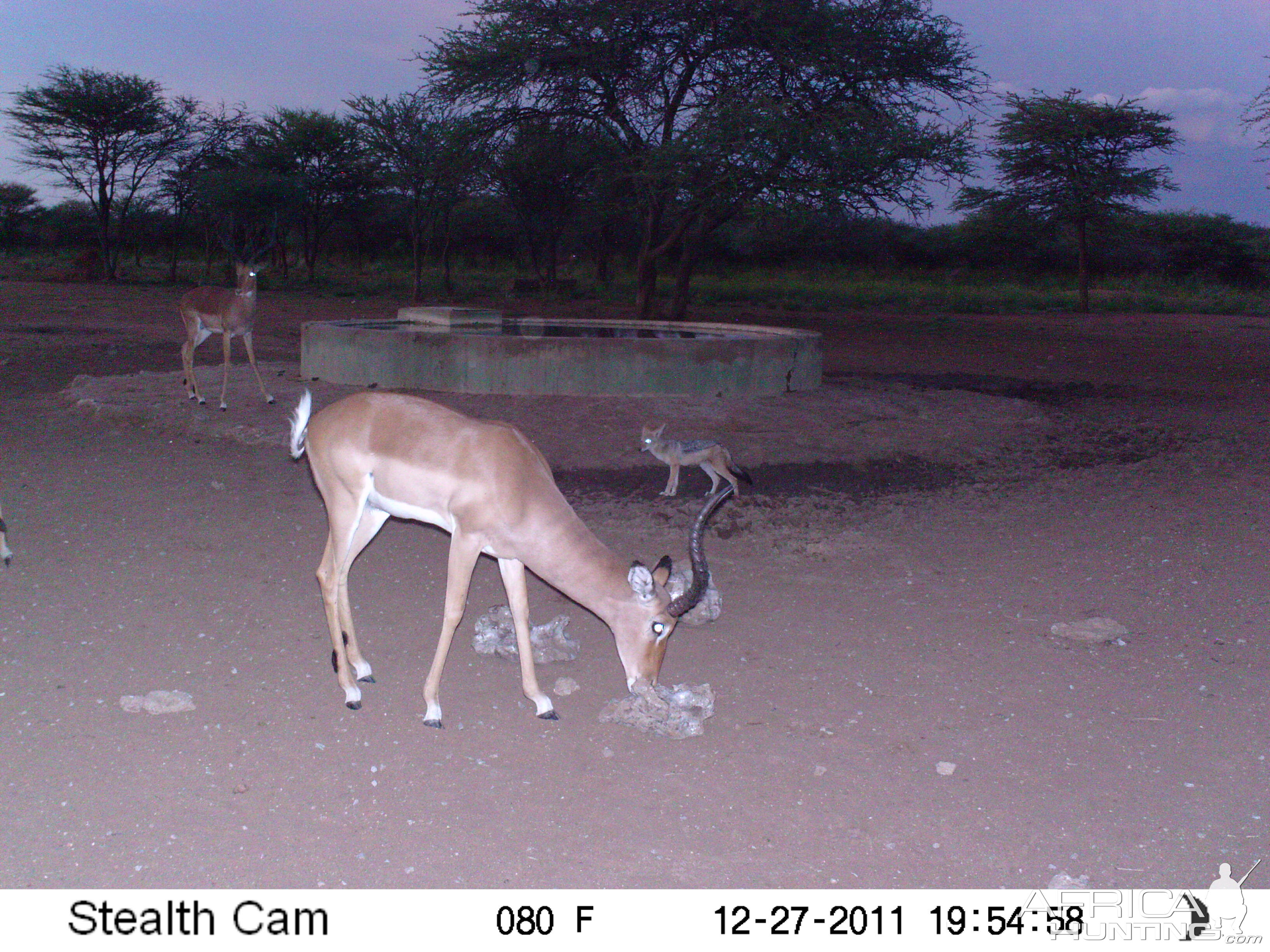 Trail Camera Namibia