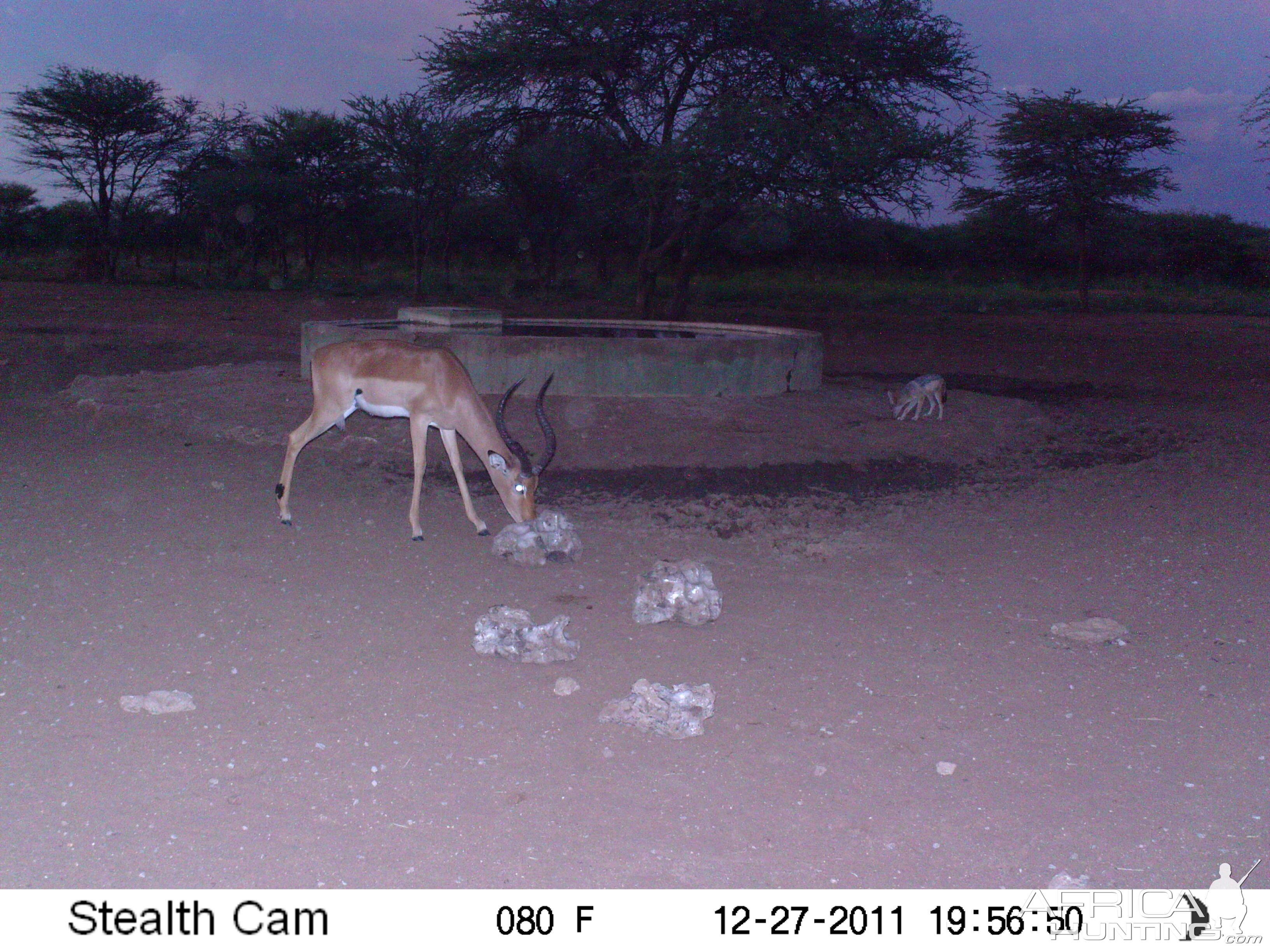 Trail Camera Namibia