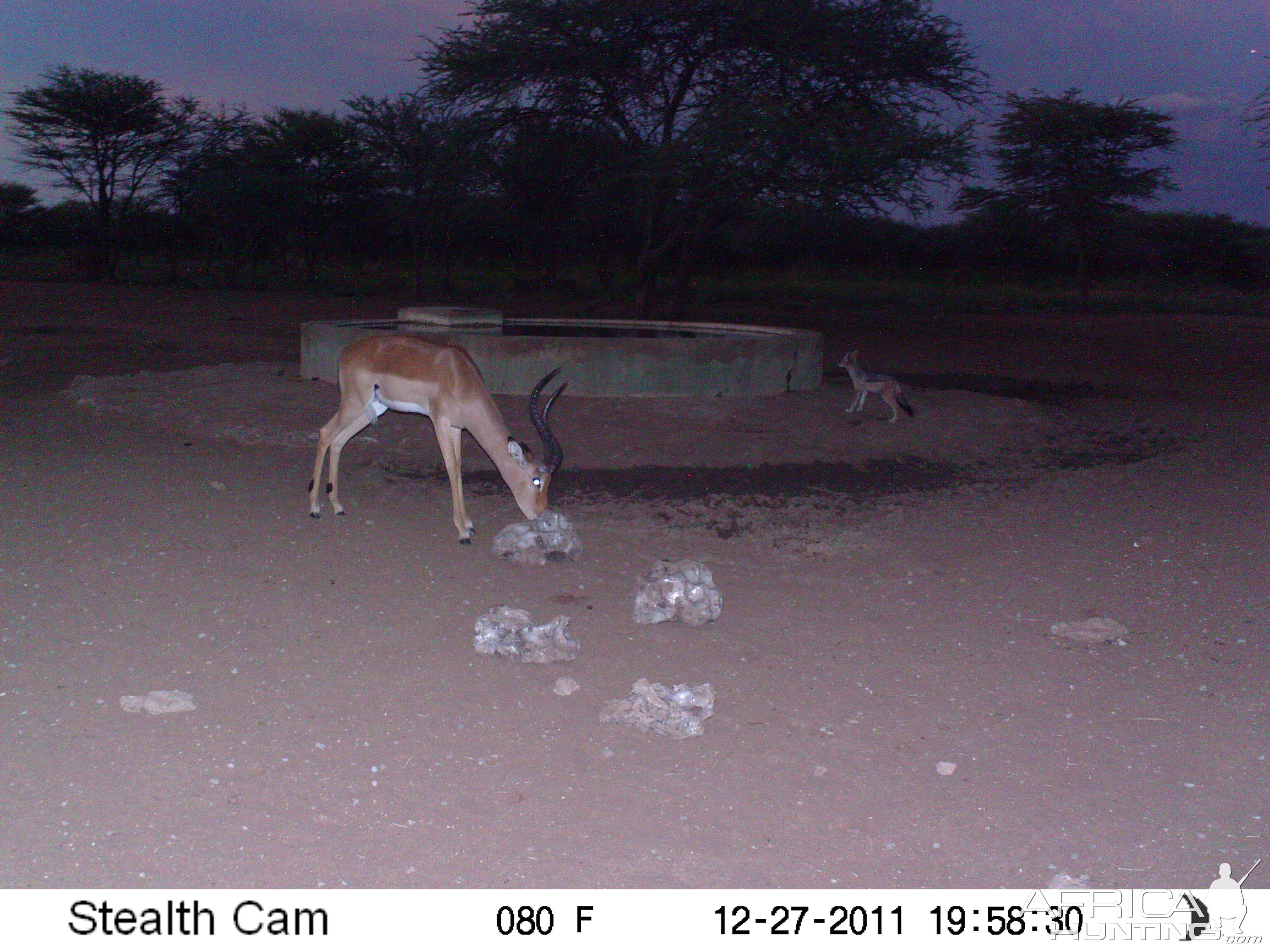 Trail Camera Namibia