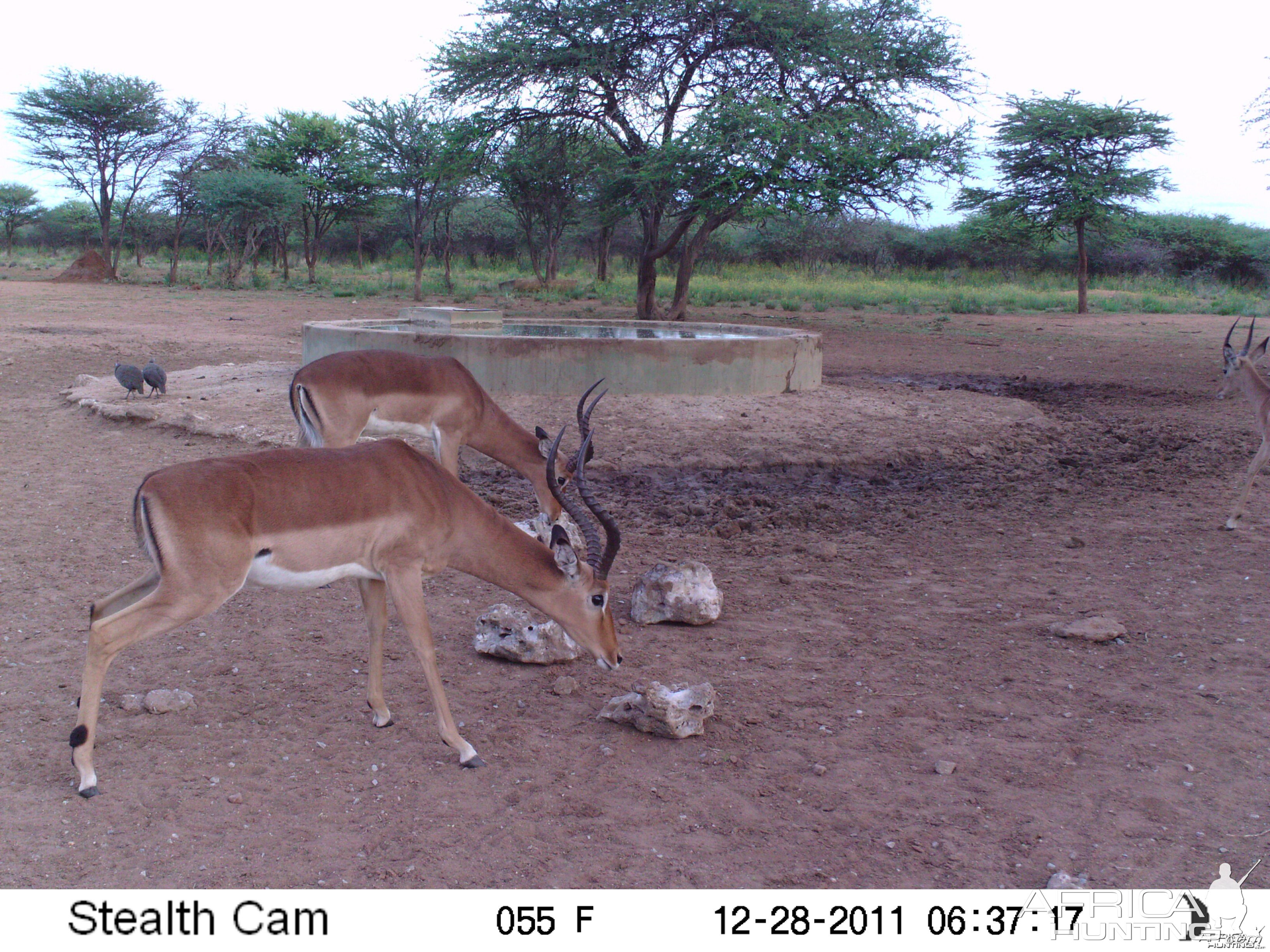 Trail Camera Namibia