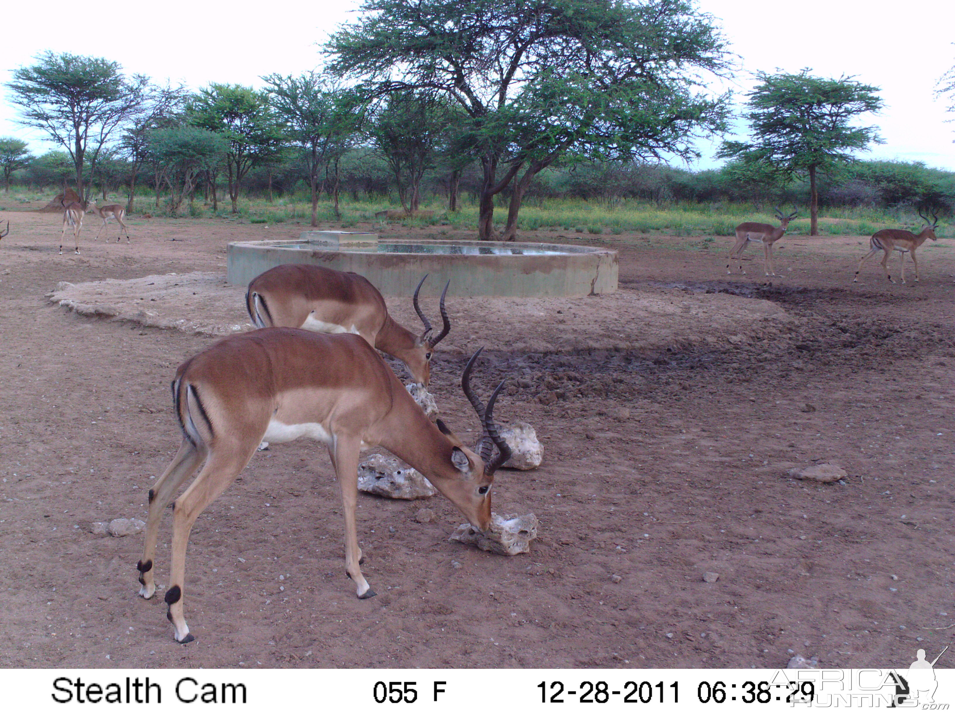 Trail Camera Namibia