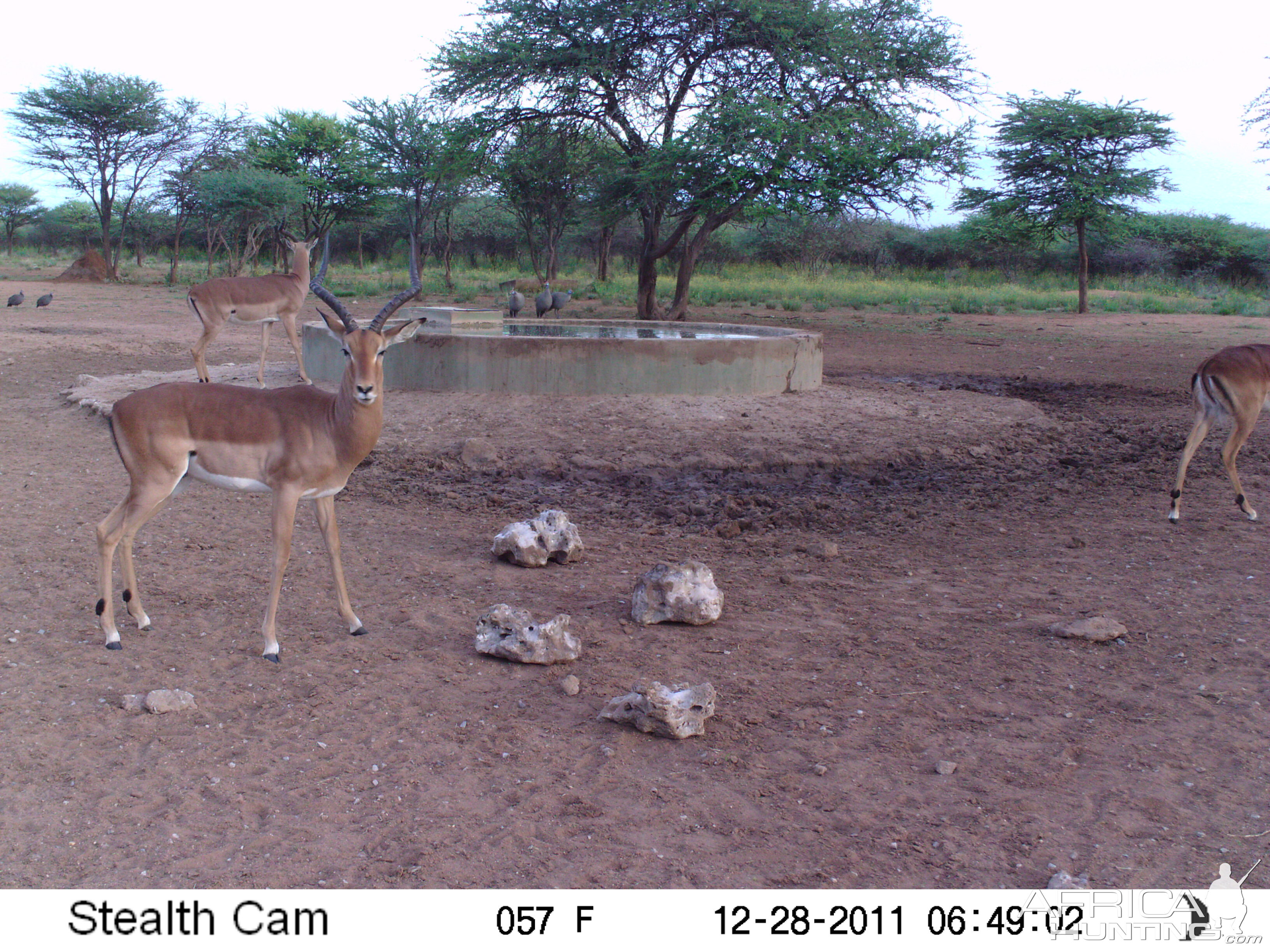 Trail Camera Namibia