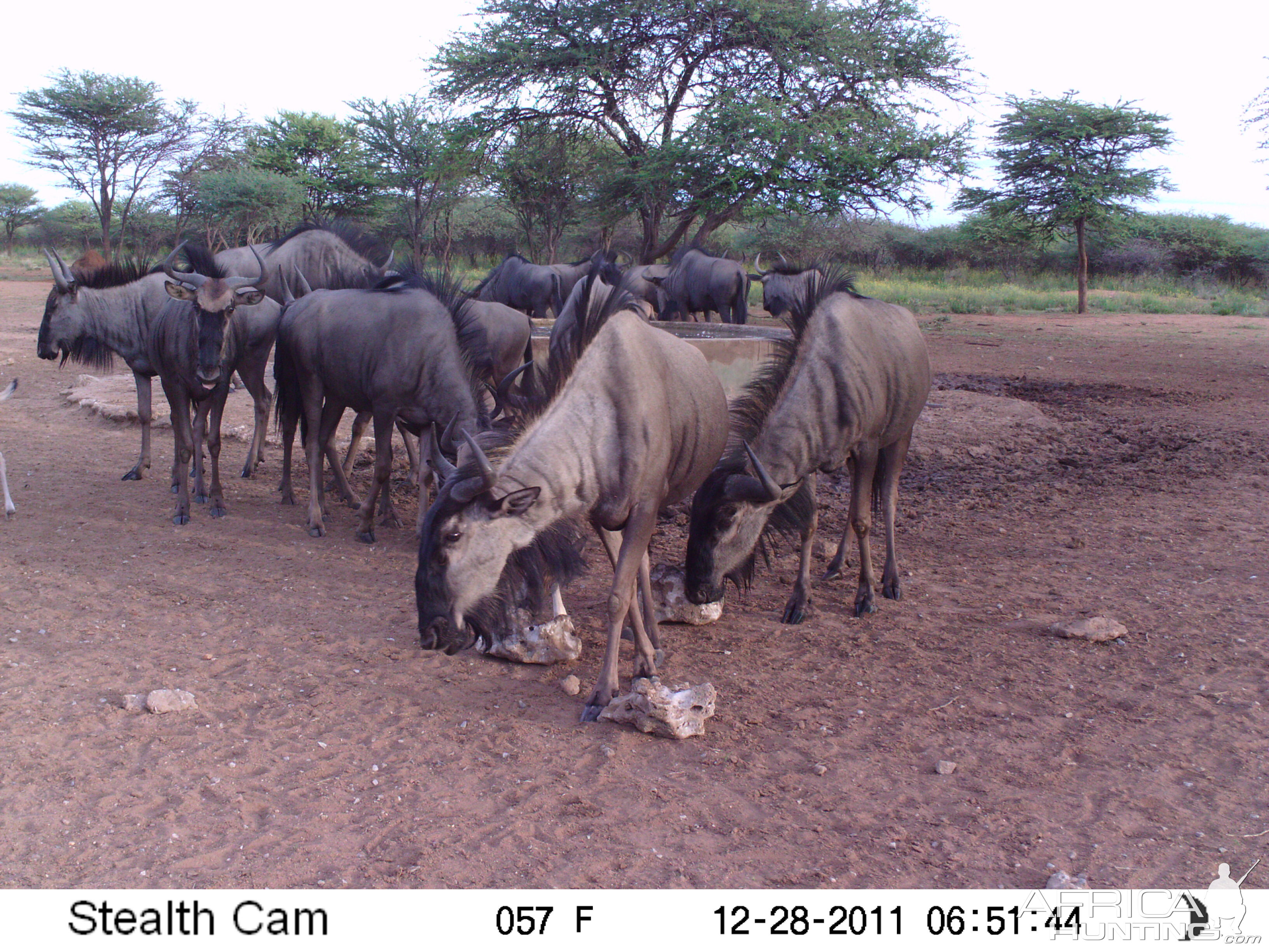 Trail Camera Namibia