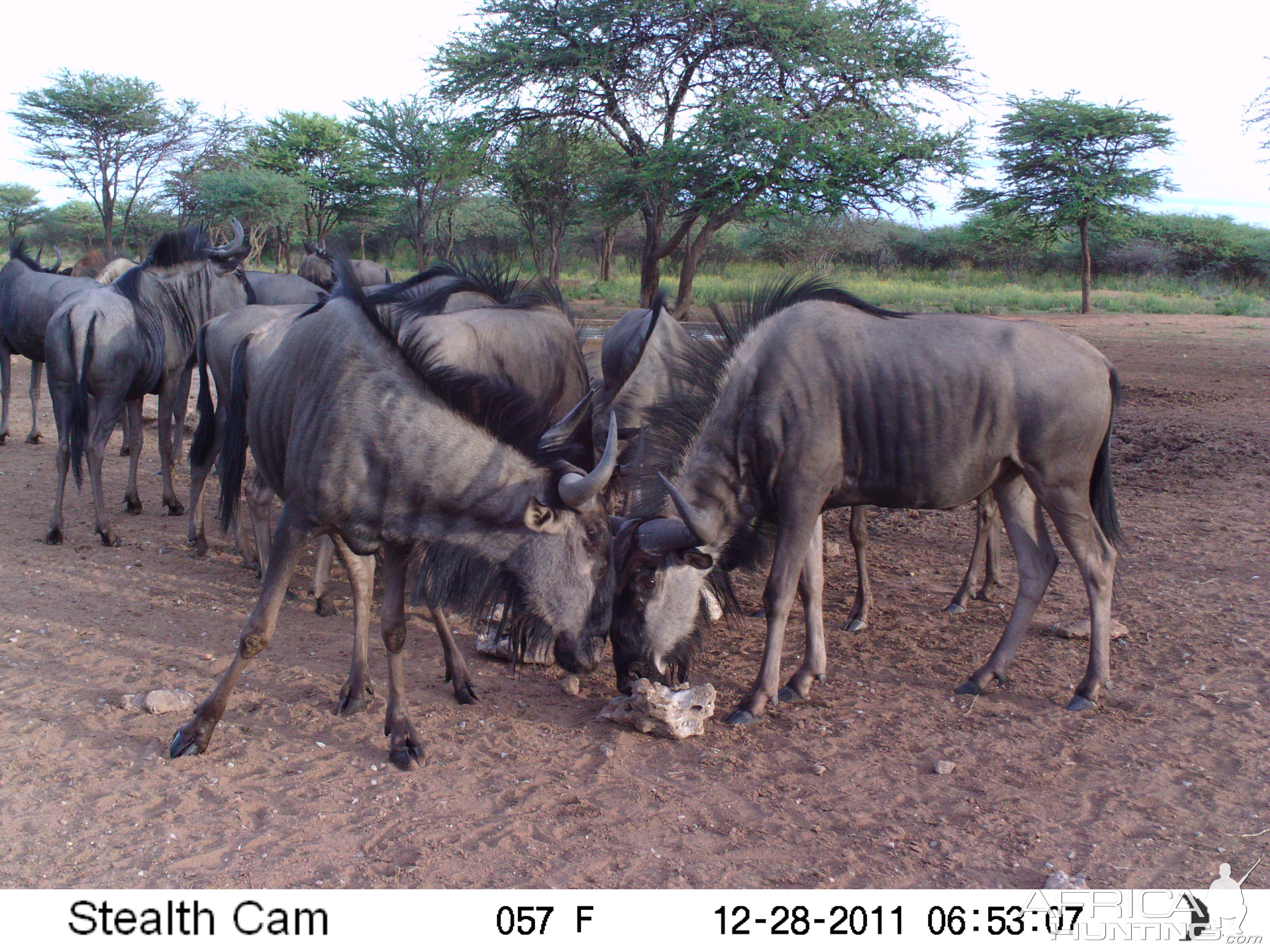 Trail Camera Namibia