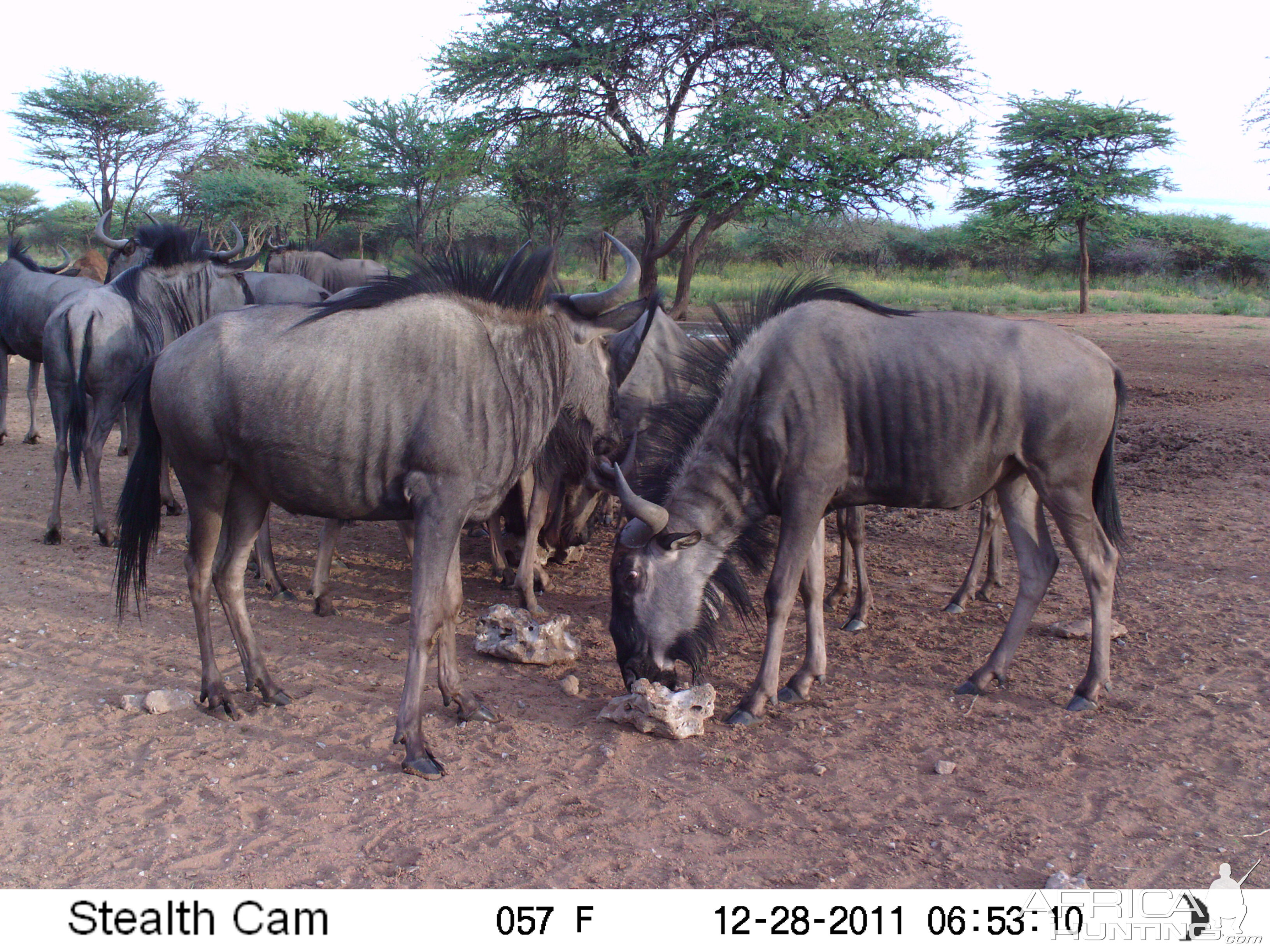 Trail Camera Namibia