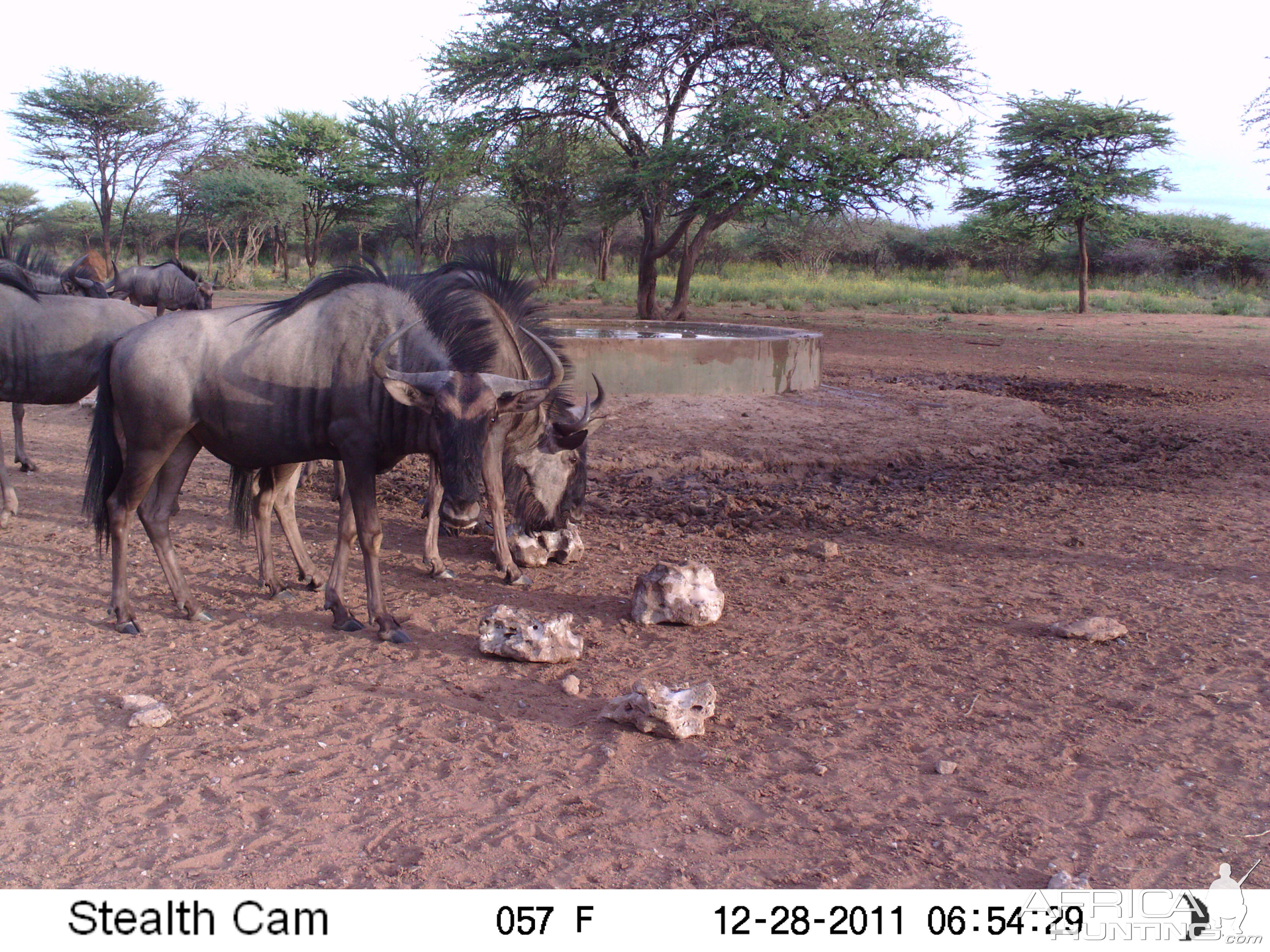 Trail Camera Namibia