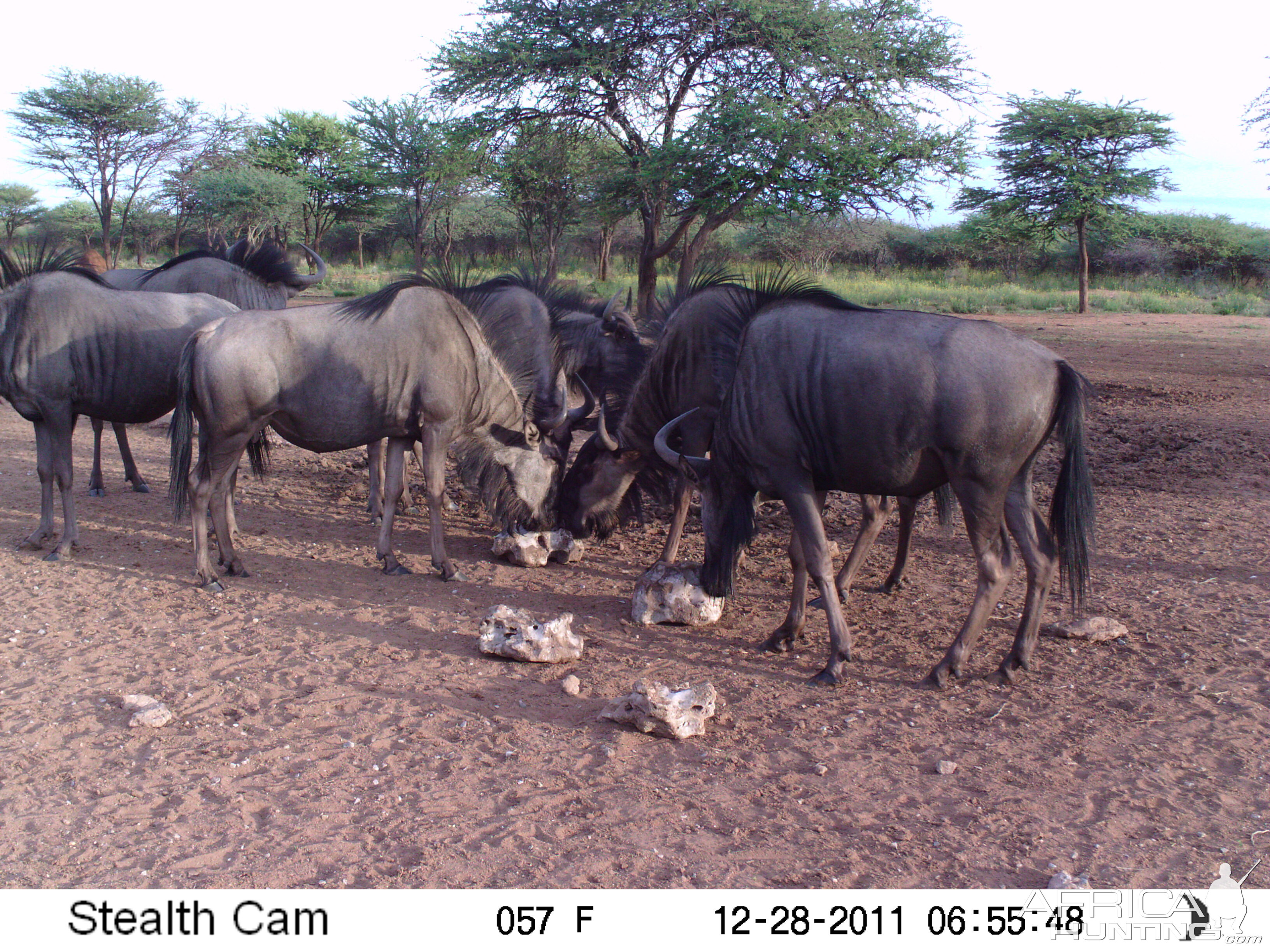 Trail Camera Namibia