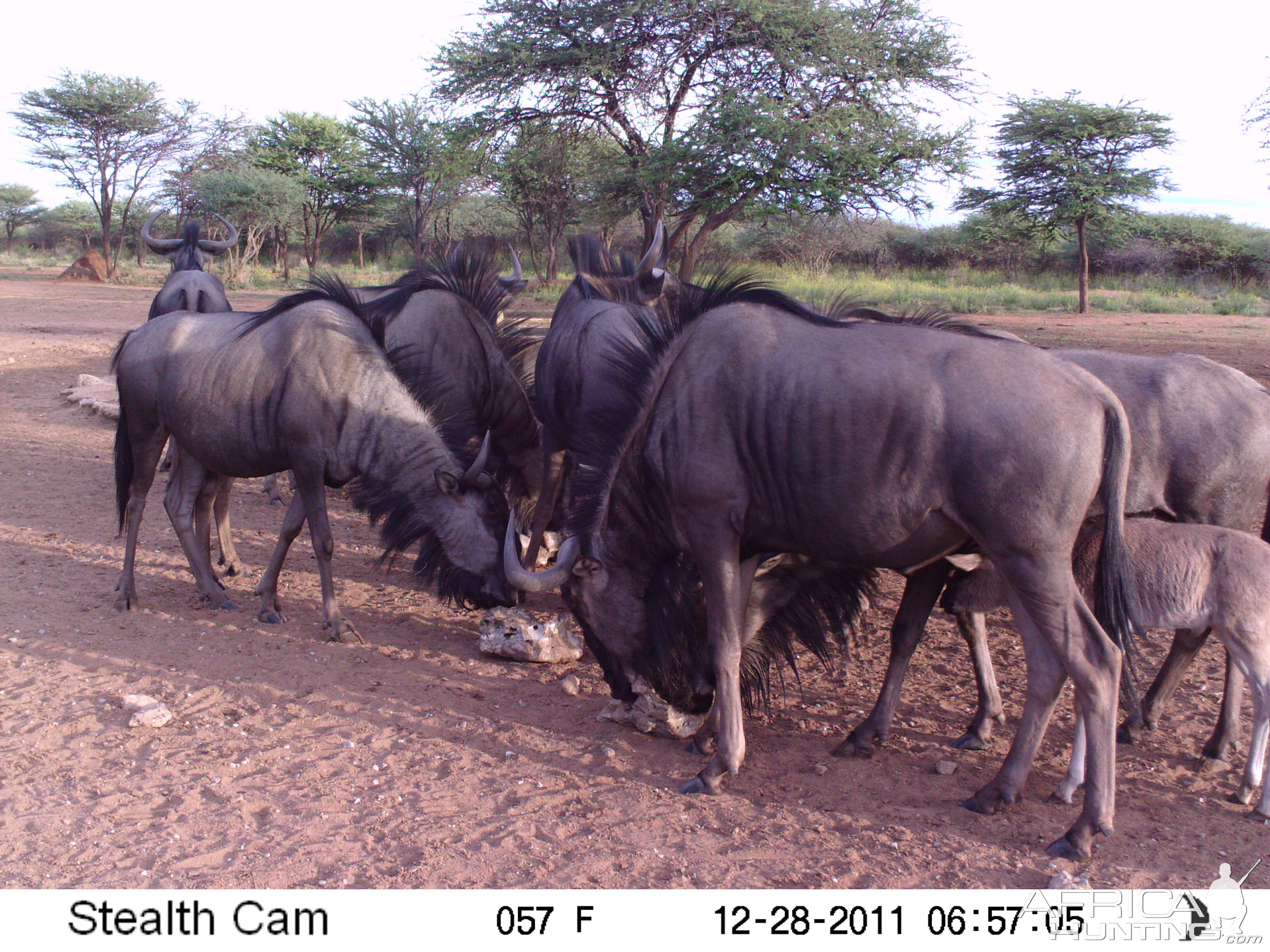 Trail Camera Namibia