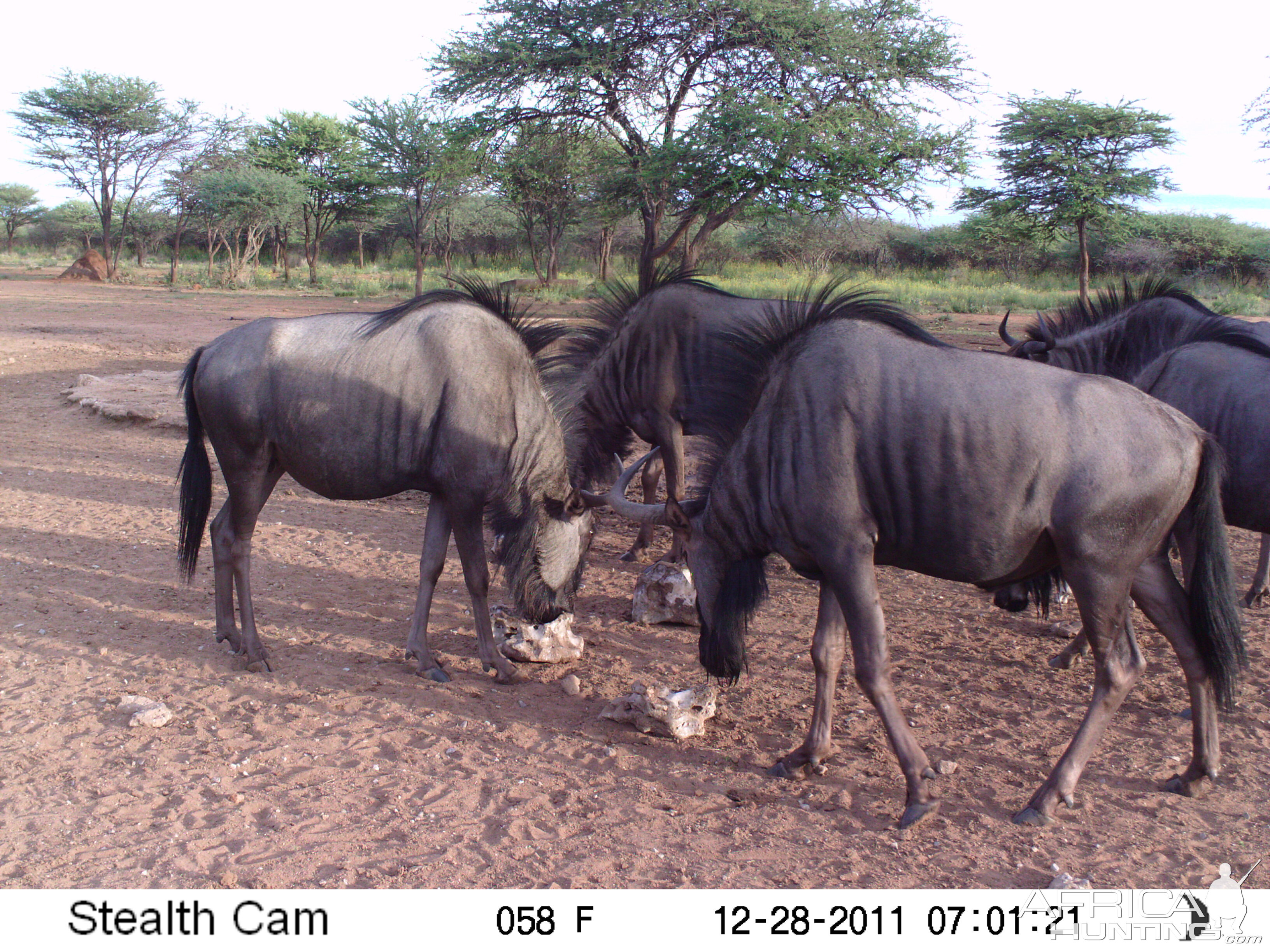 Trail Camera Namibia