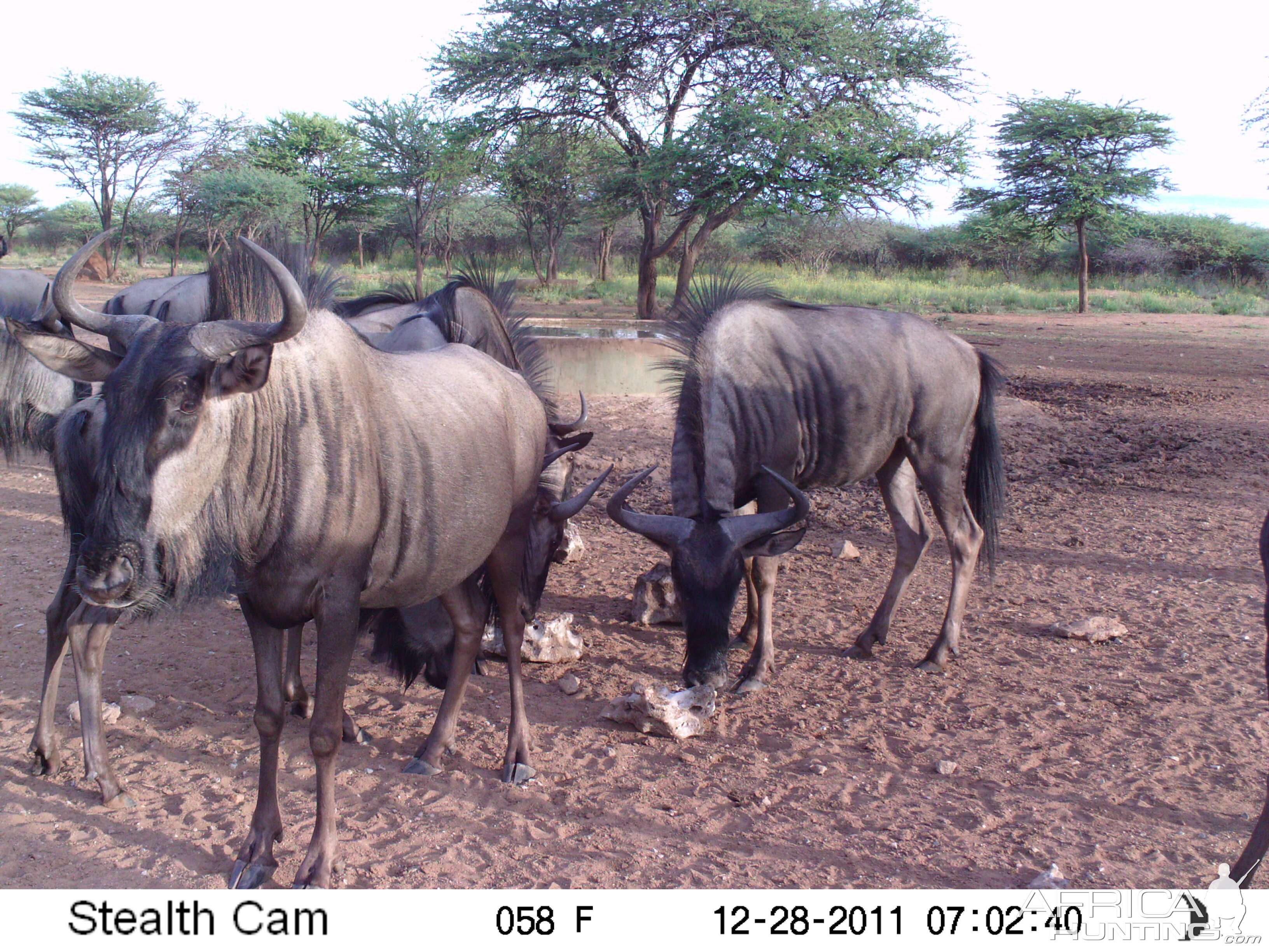 Trail Camera Namibia