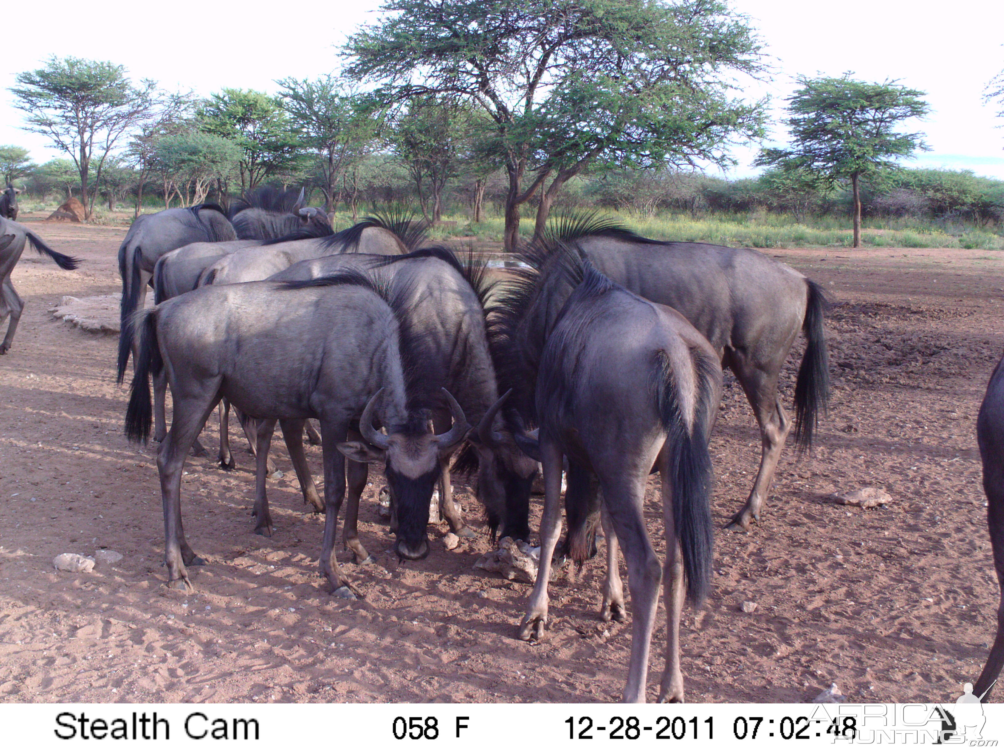 Trail Camera Namibia