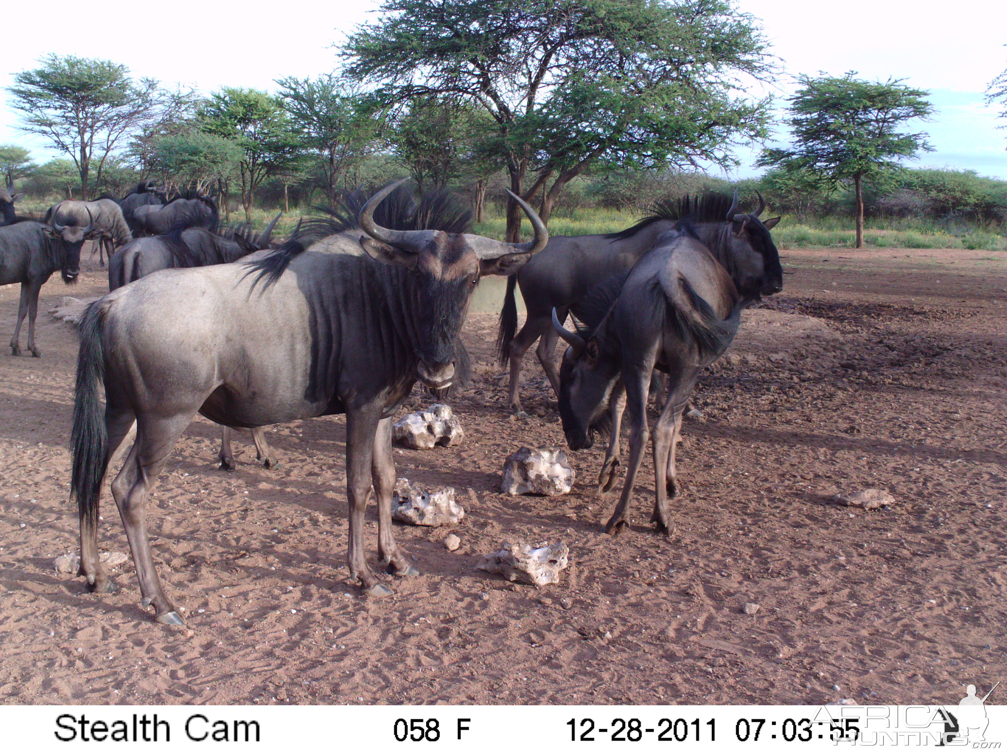 Trail Camera Namibia