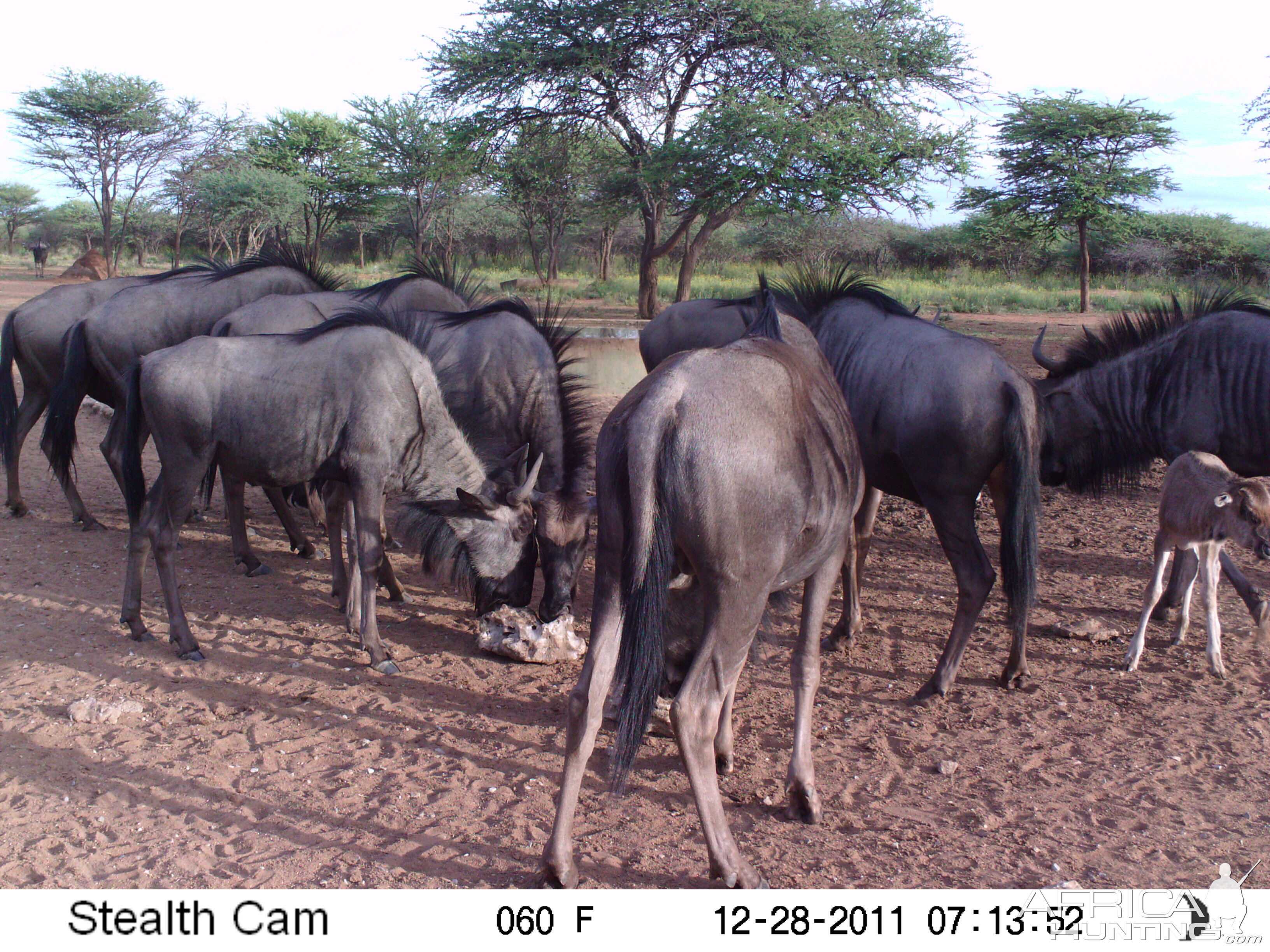 Trail Camera Namibia