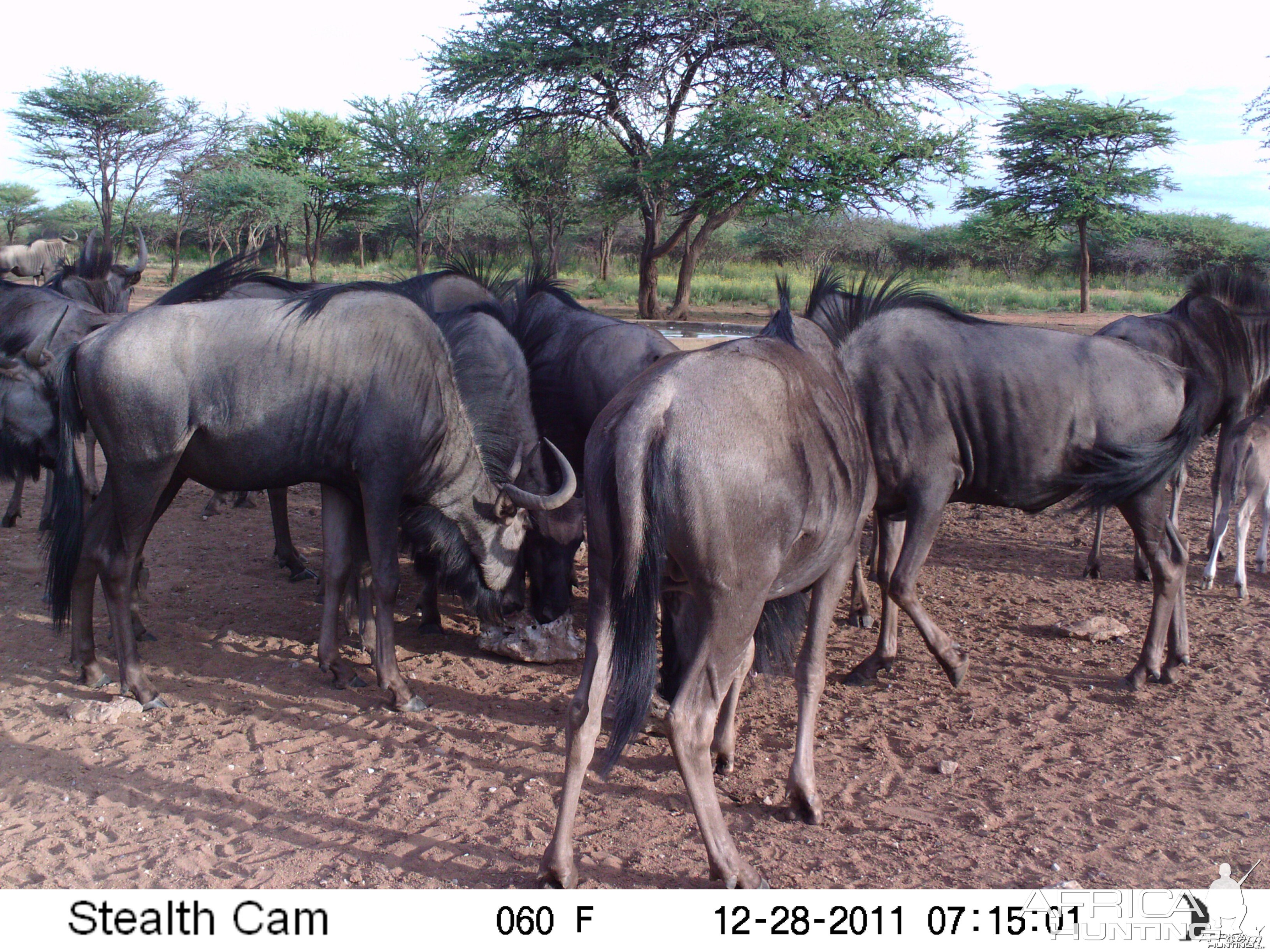 Trail Camera Namibia