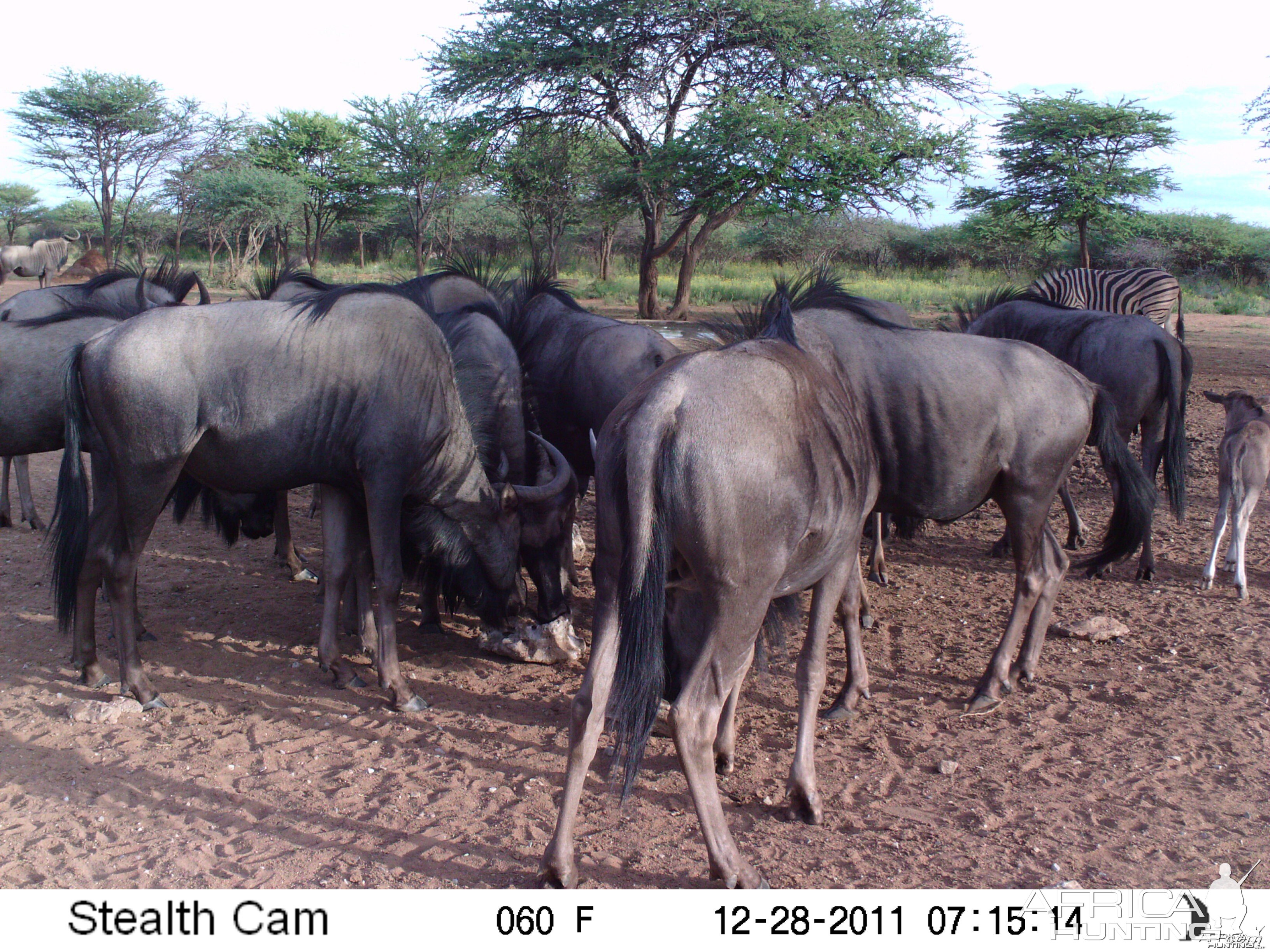 Trail Camera Namibia