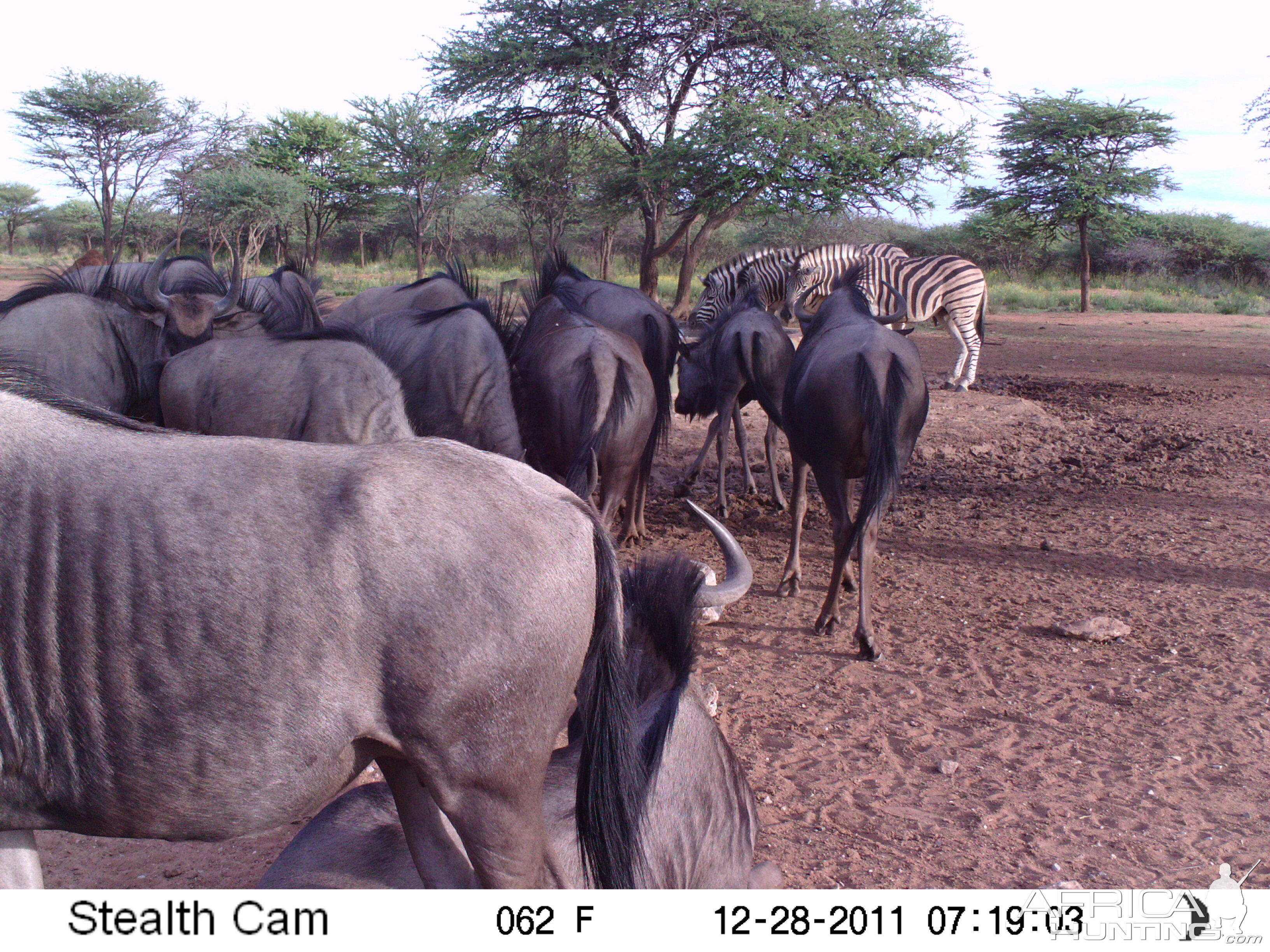 Trail Camera Namibia