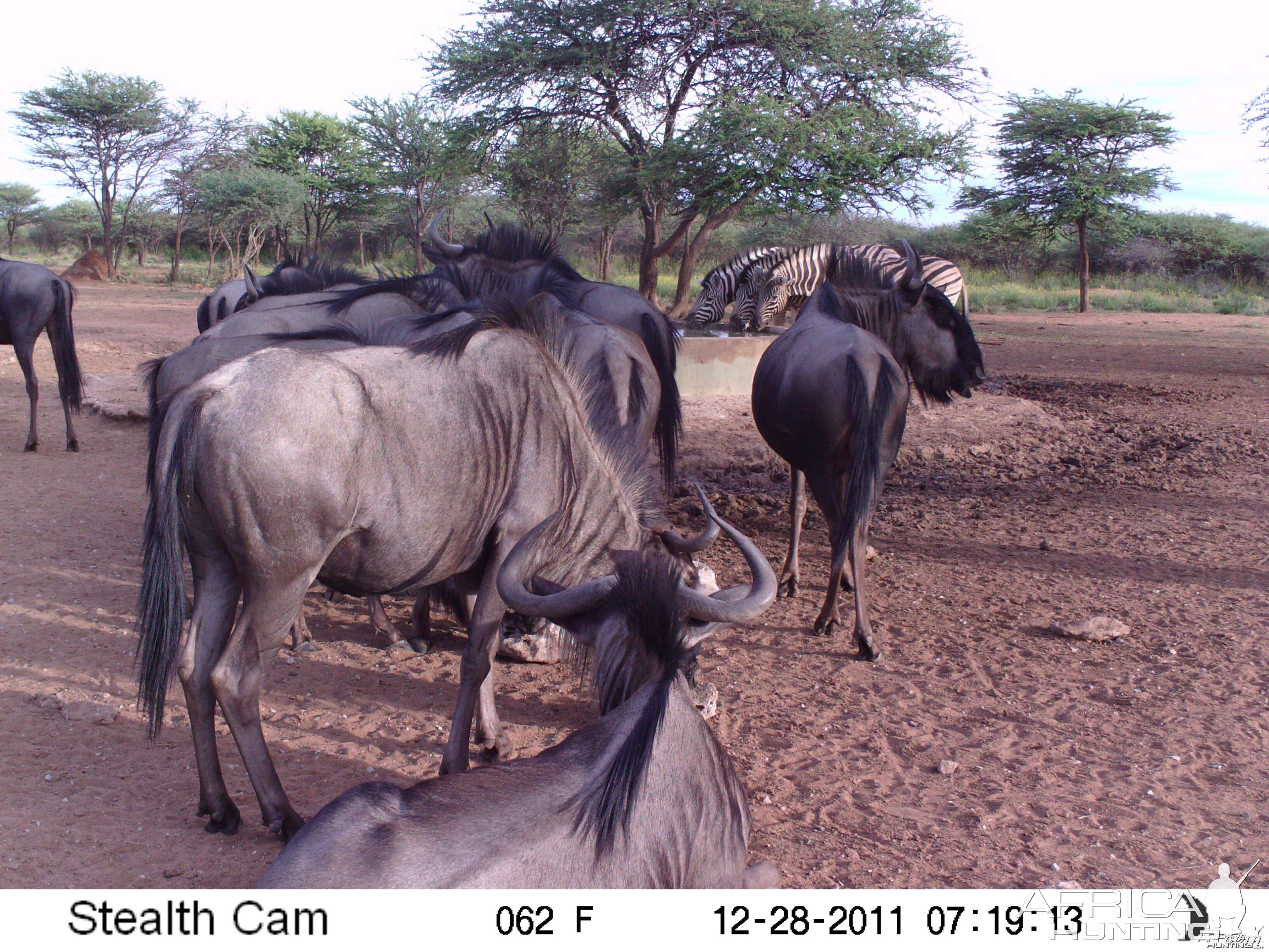 Trail Camera Namibia