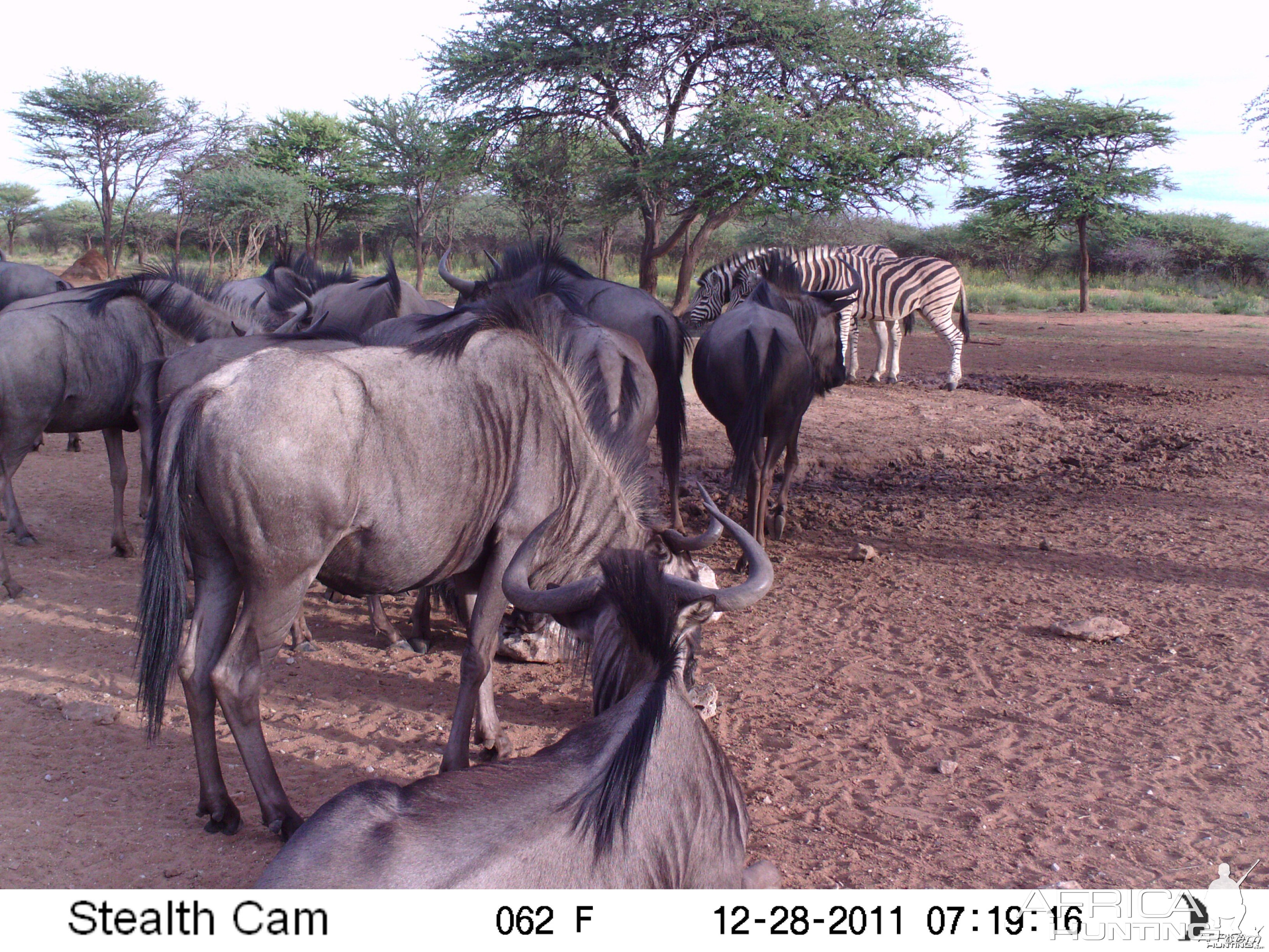 Trail Camera Namibia