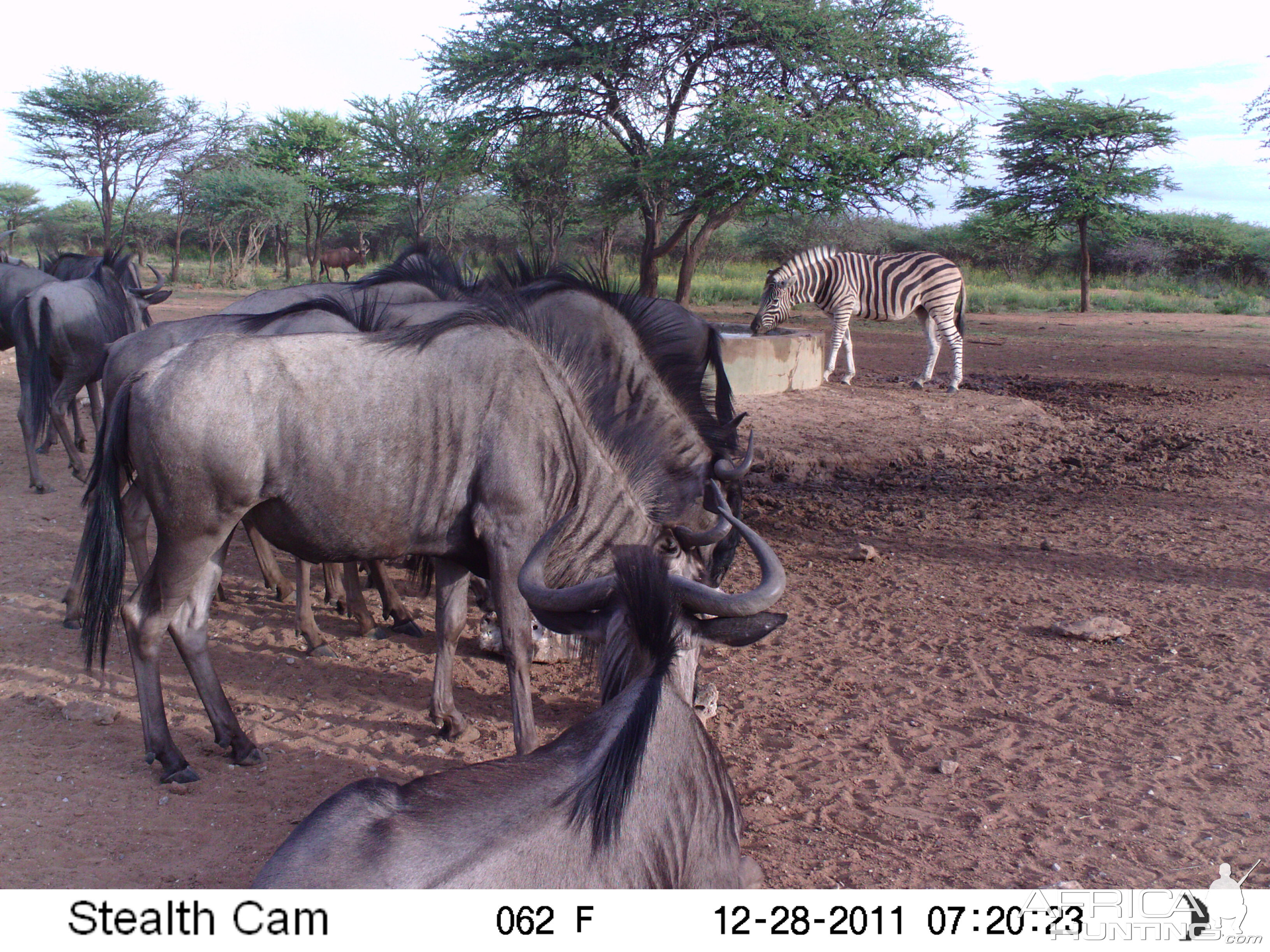 Trail Camera Namibia