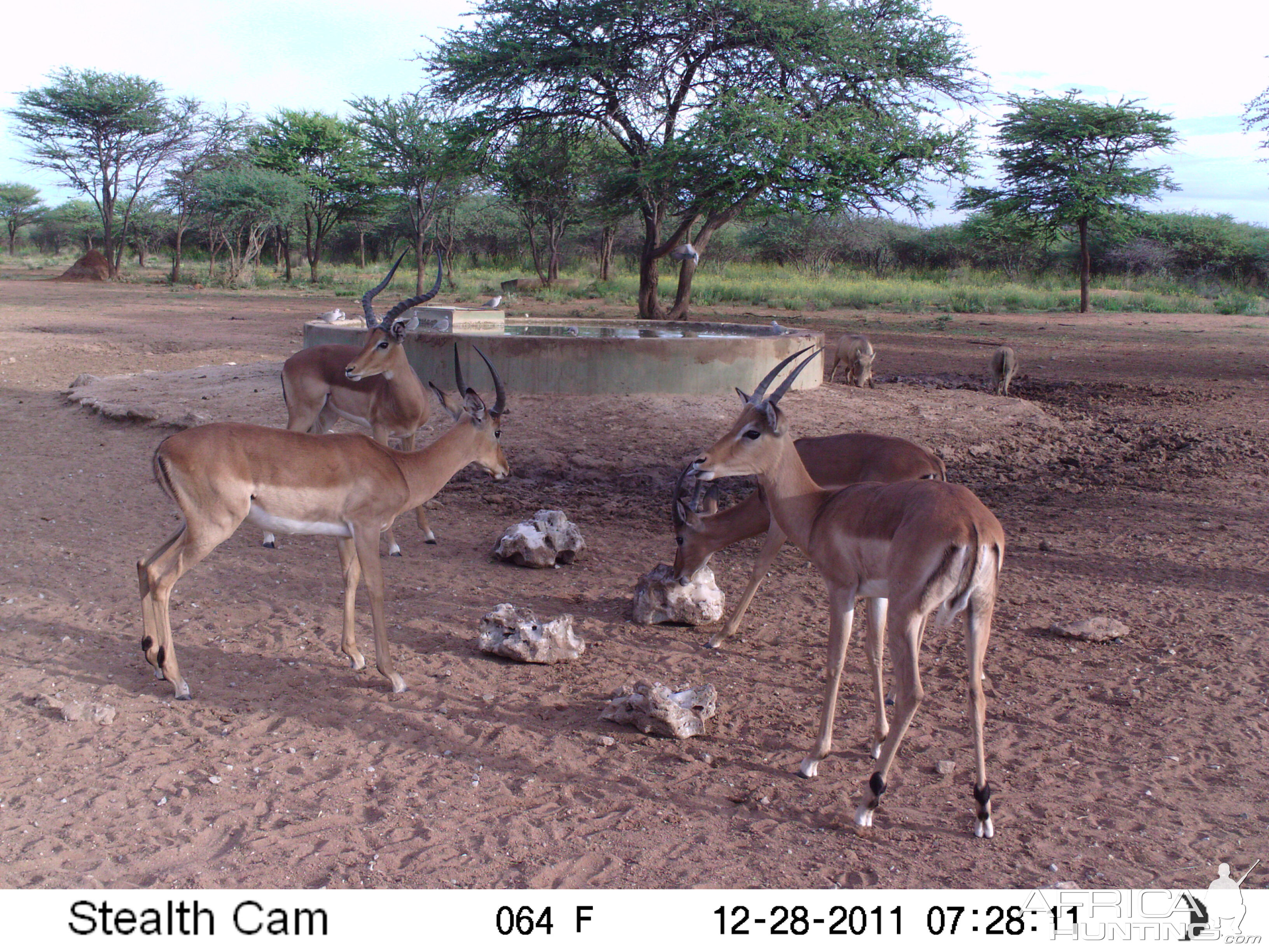 Trail Camera Namibia