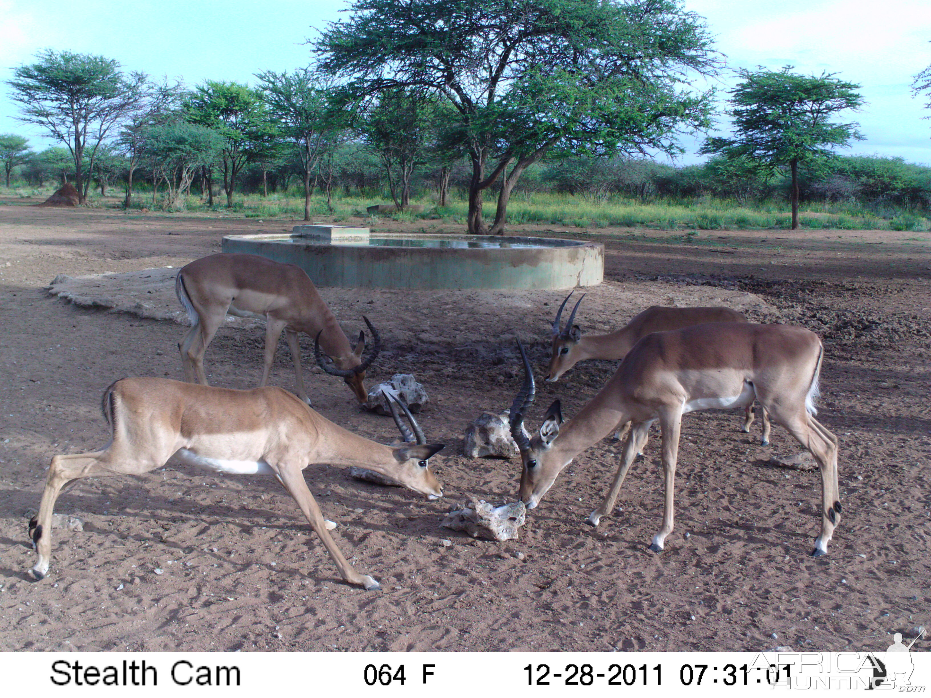 Trail Camera Namibia