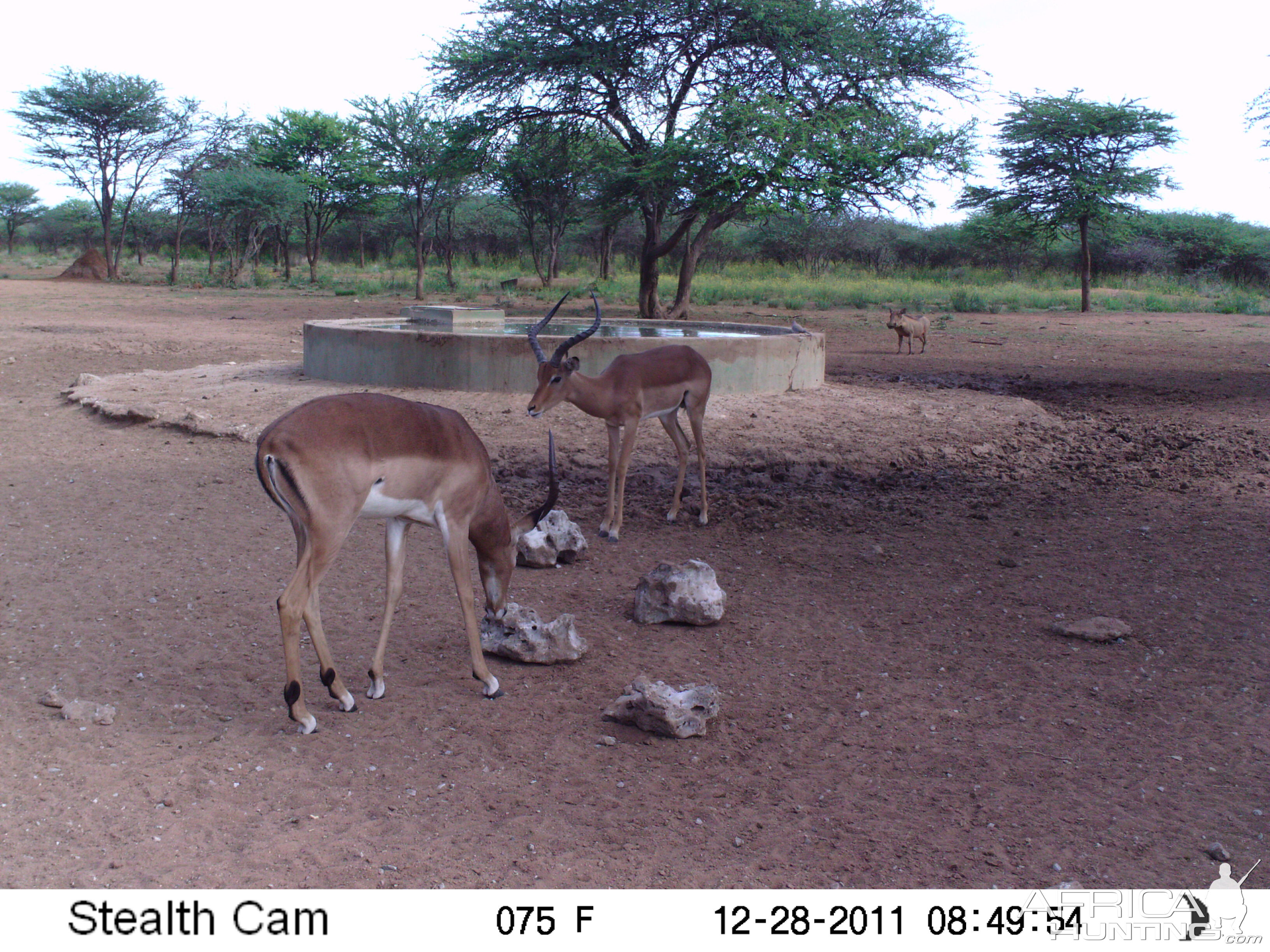 Trail Camera Namibia