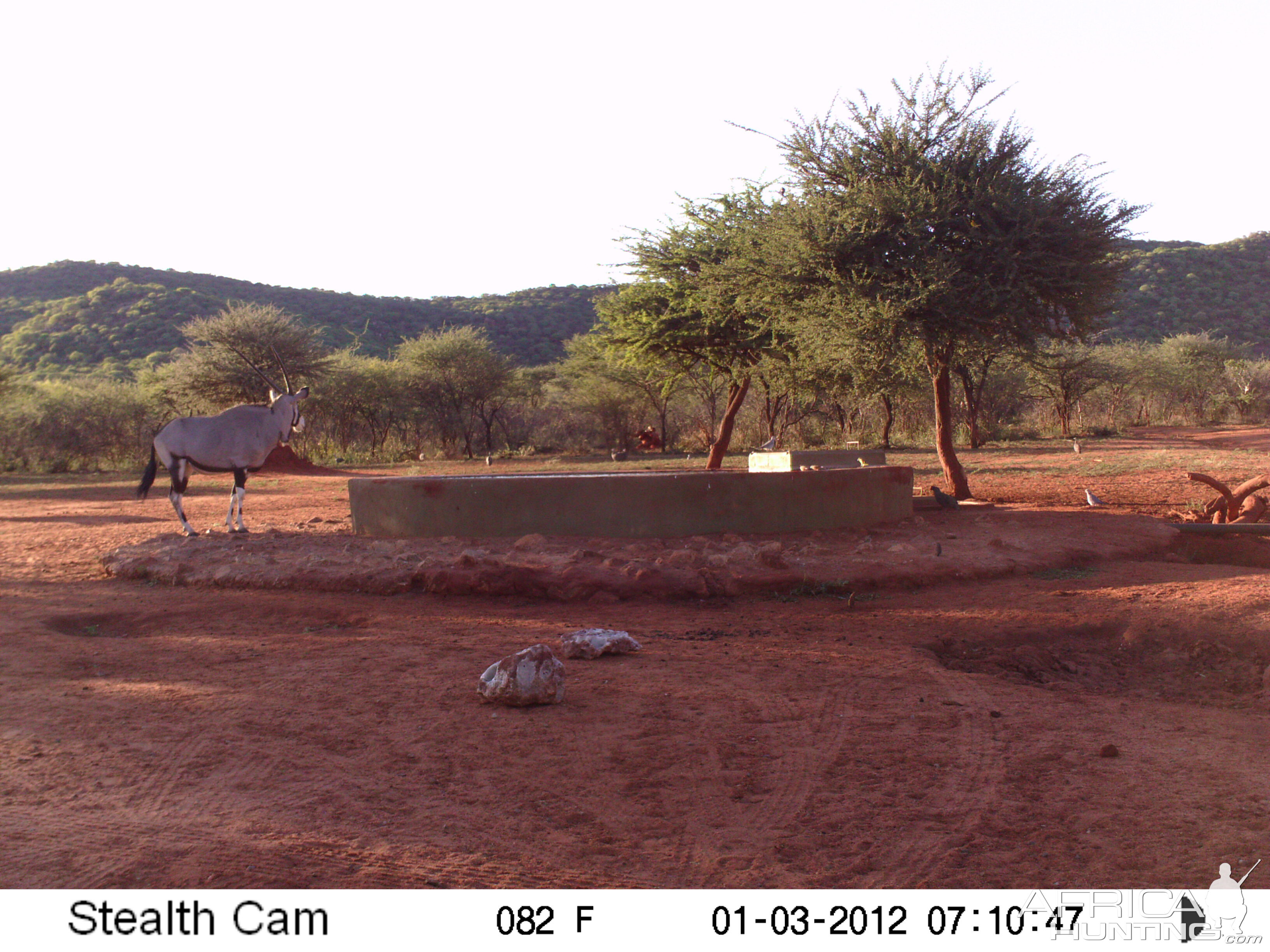 Trail Camera Namibia