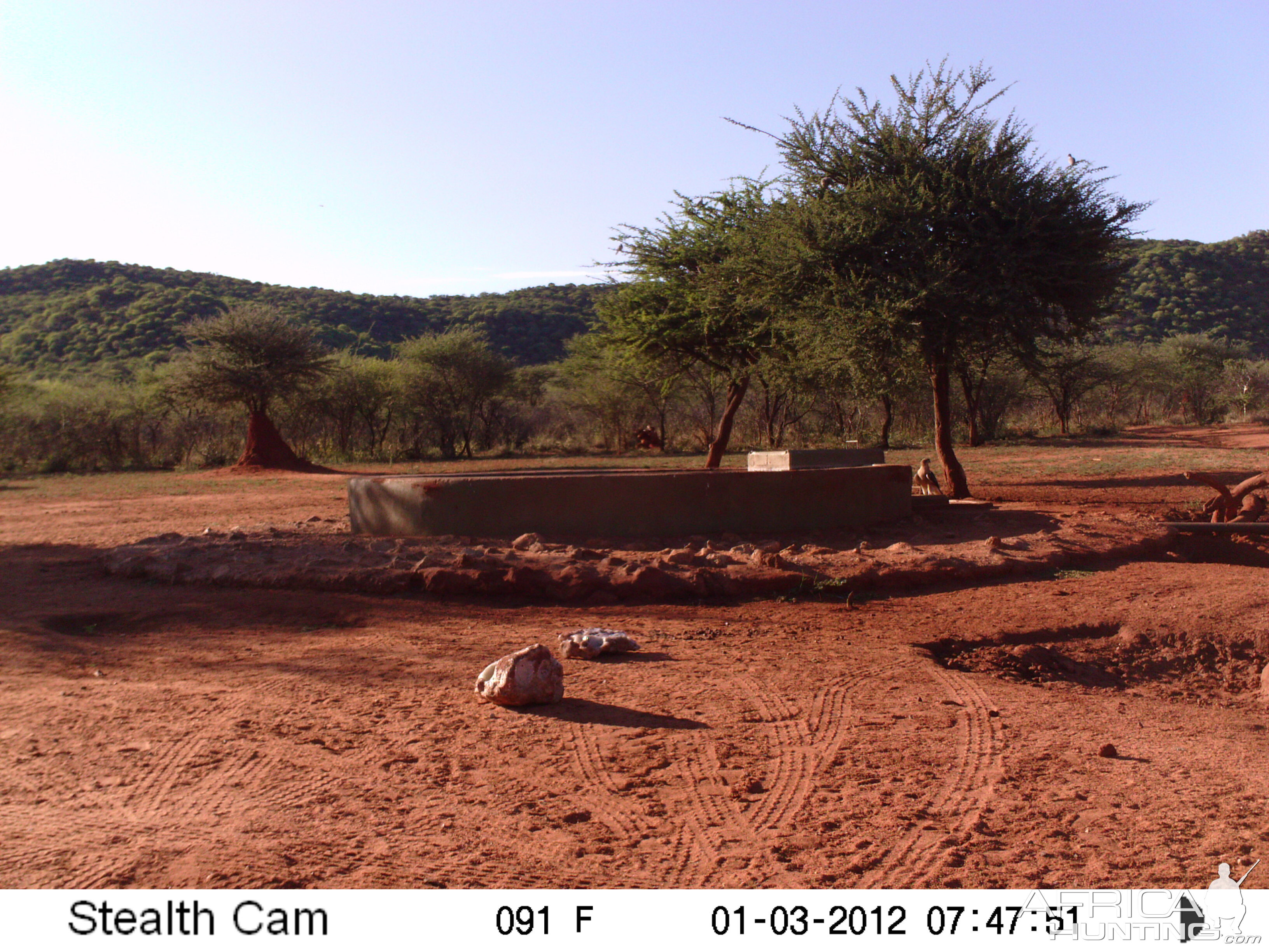 Trail Camera Namibia