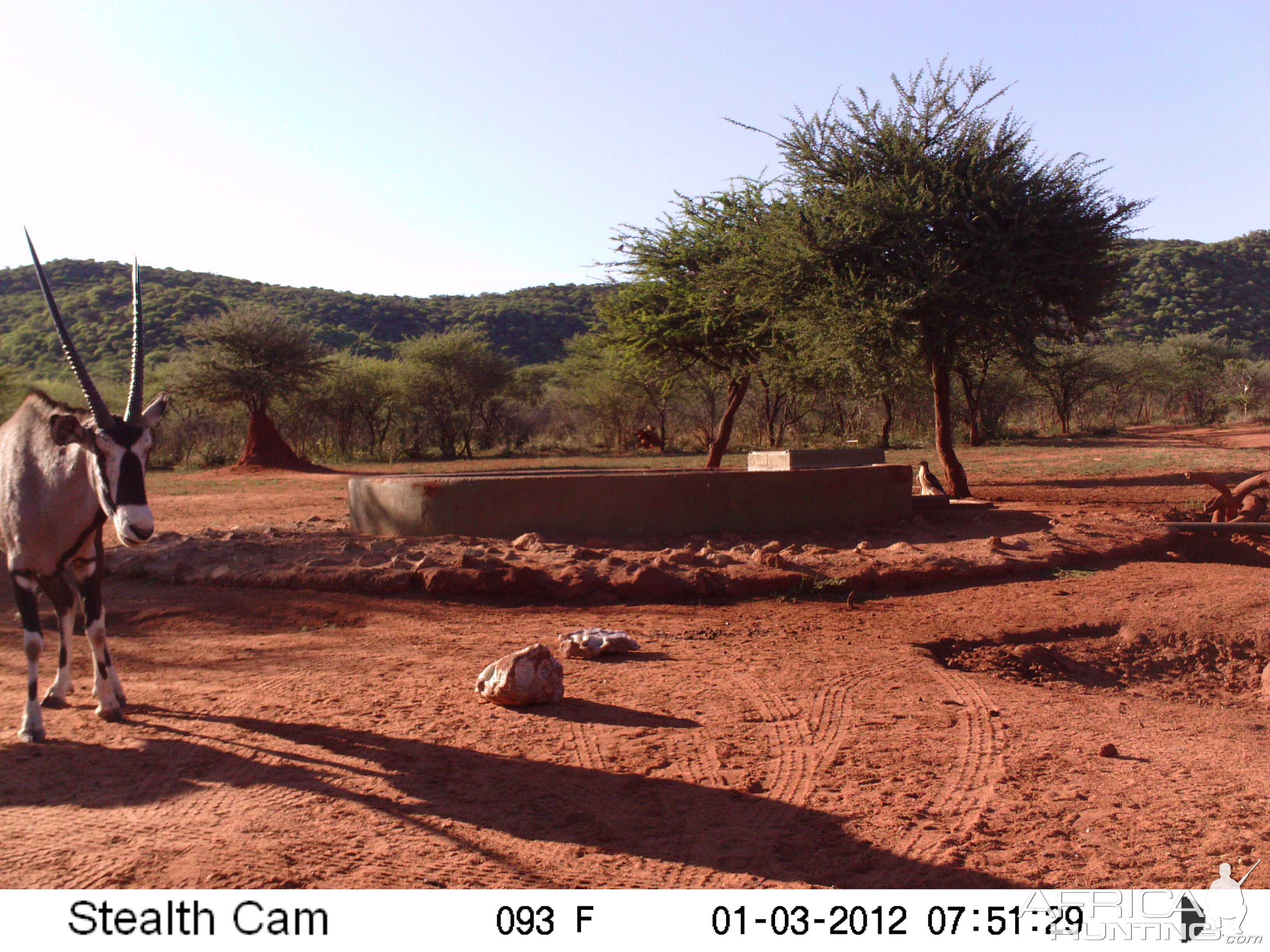 Trail Camera Namibia