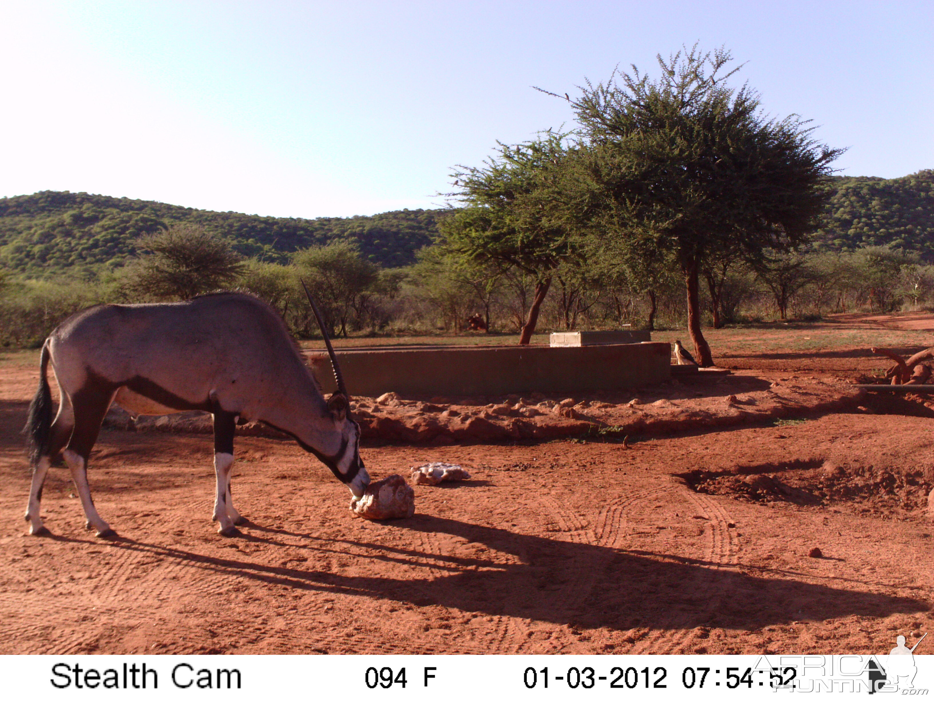 Trail Camera Namibia