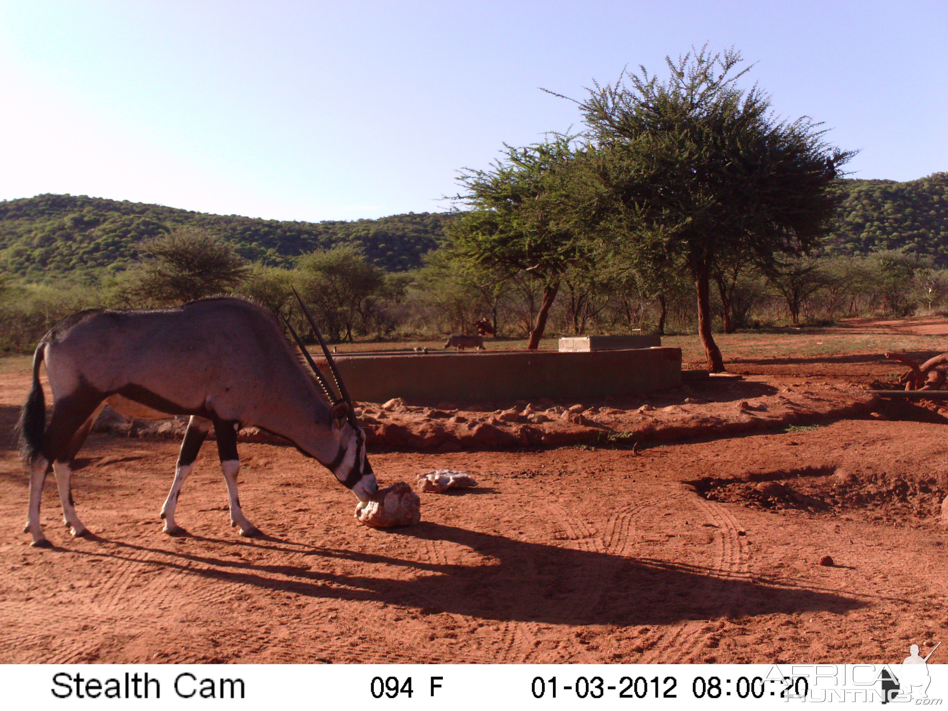 Trail Camera Namibia