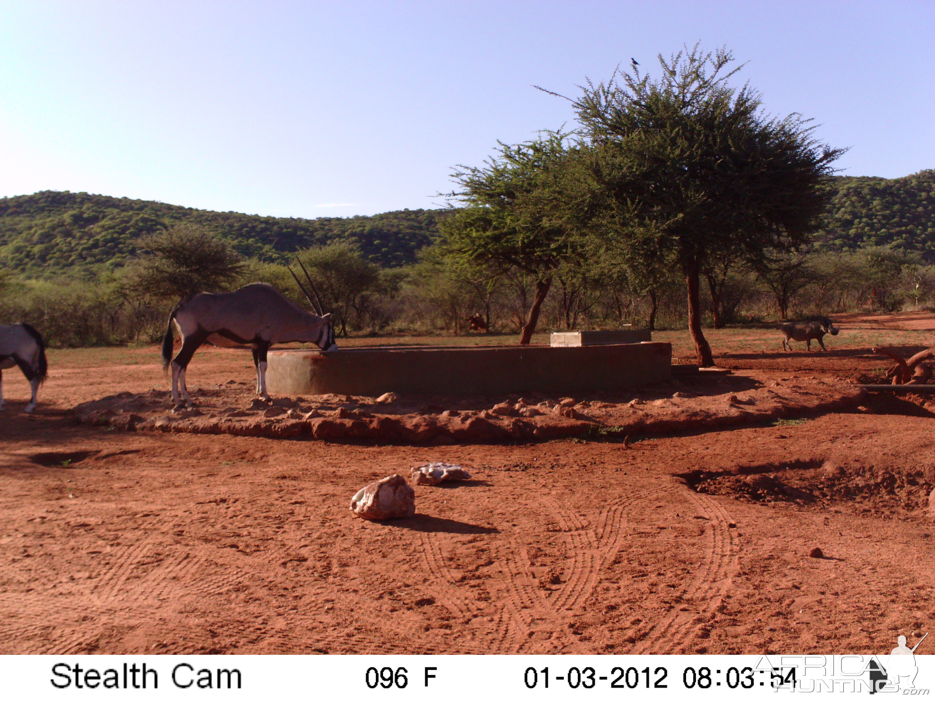 Trail Camera Namibia