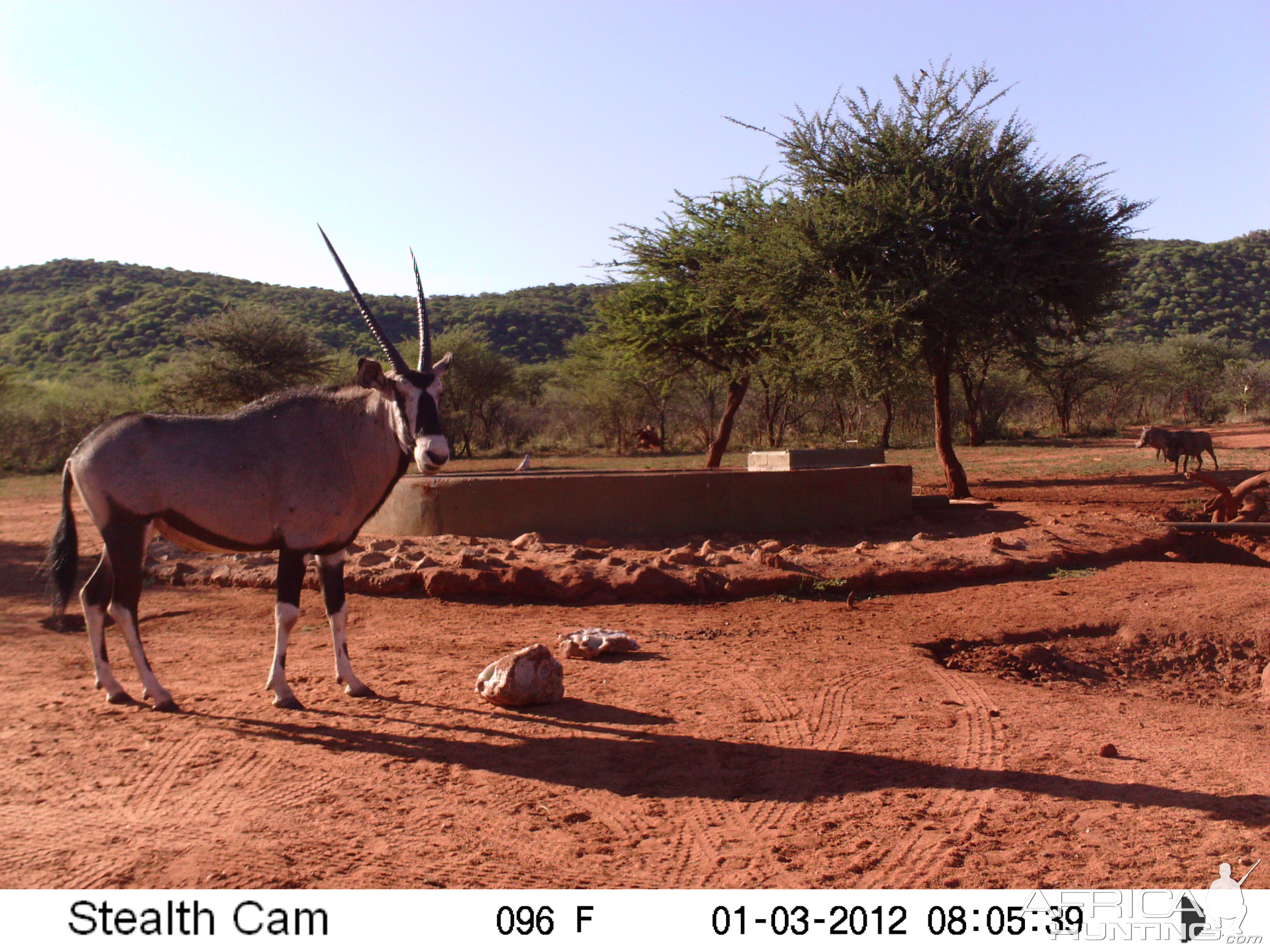 Trail Camera Namibia