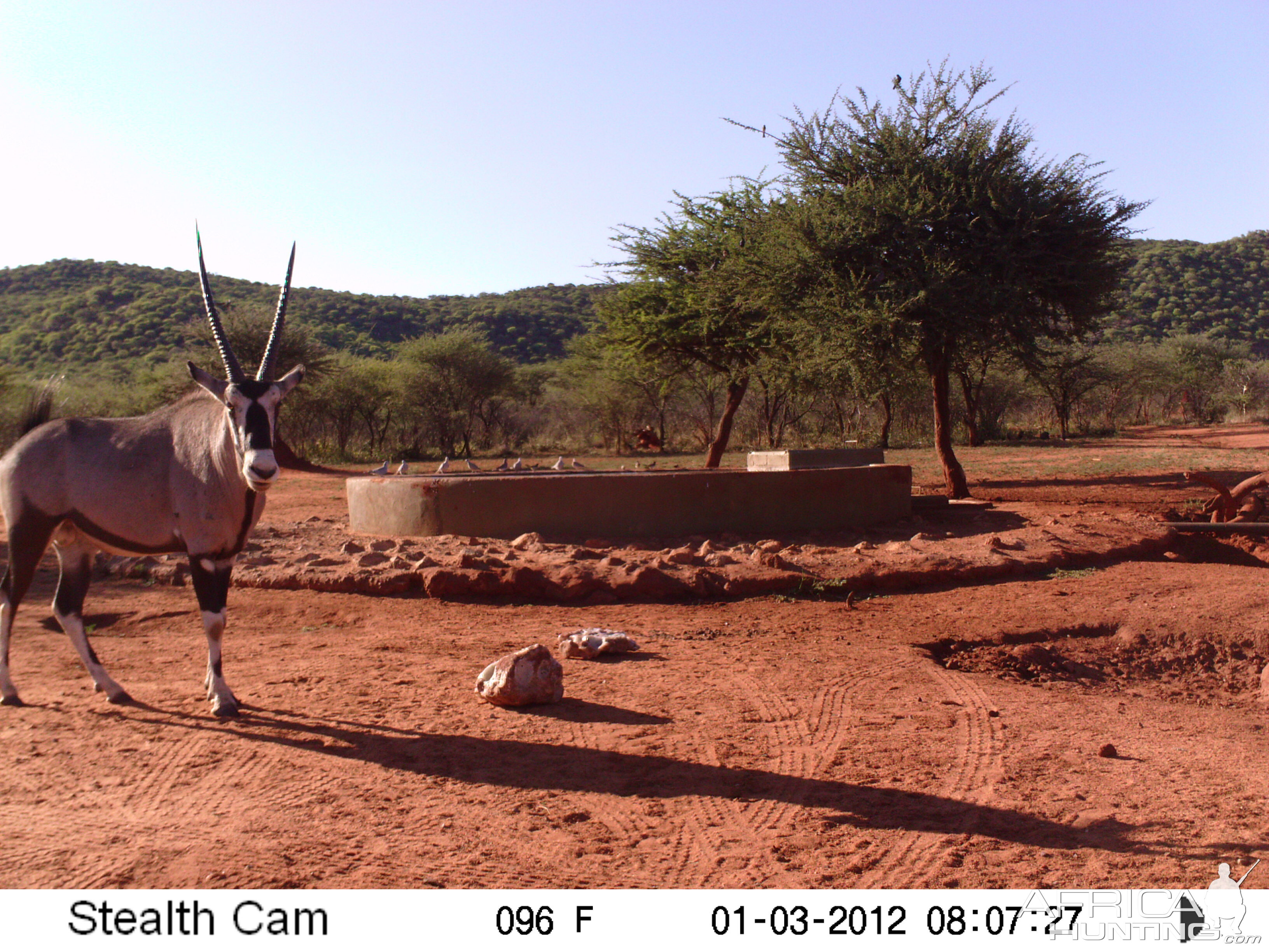 Trail Camera Namibia