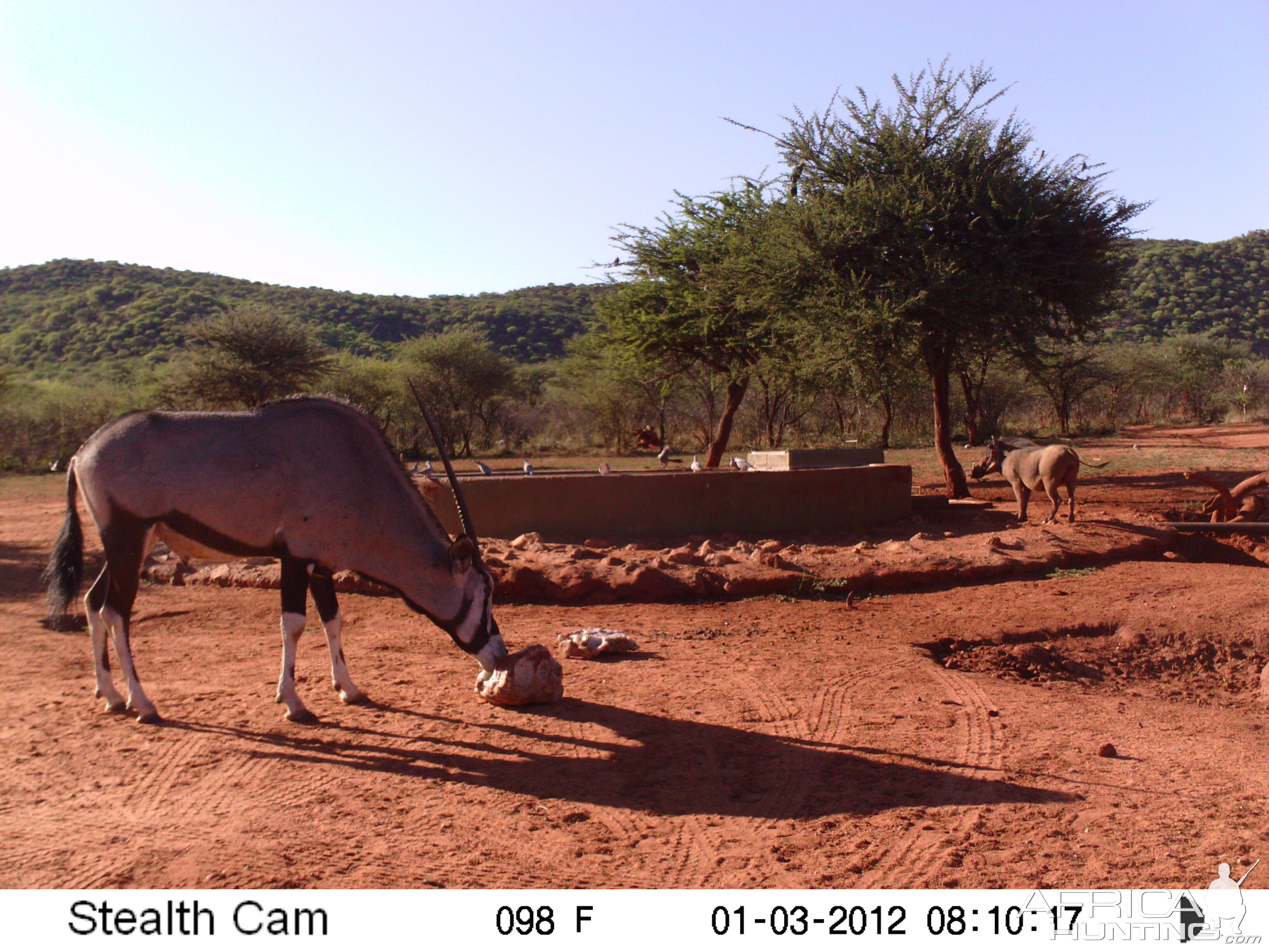 Trail Camera Namibia