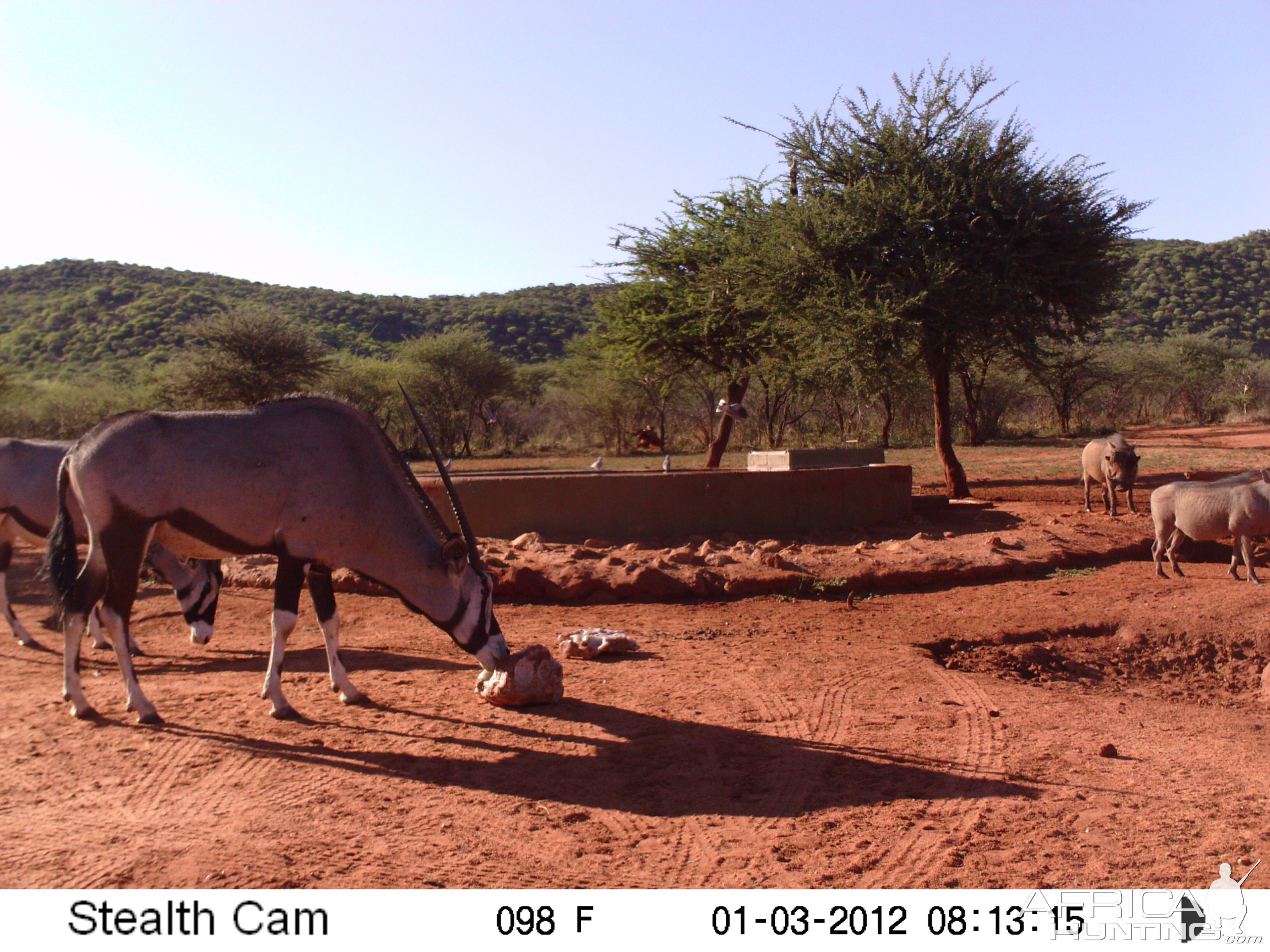 Trail Camera Namibia