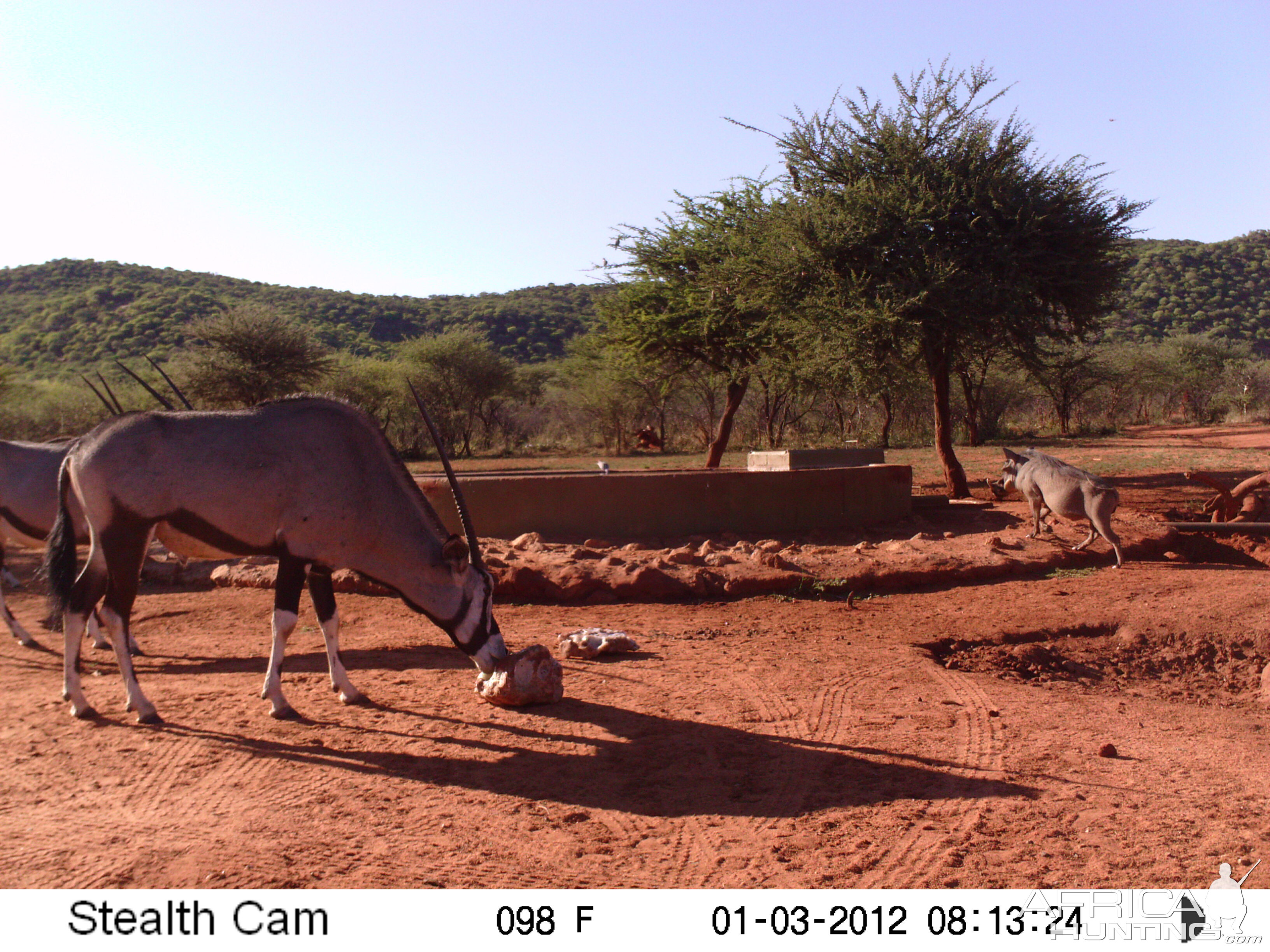 Trail Camera Namibia