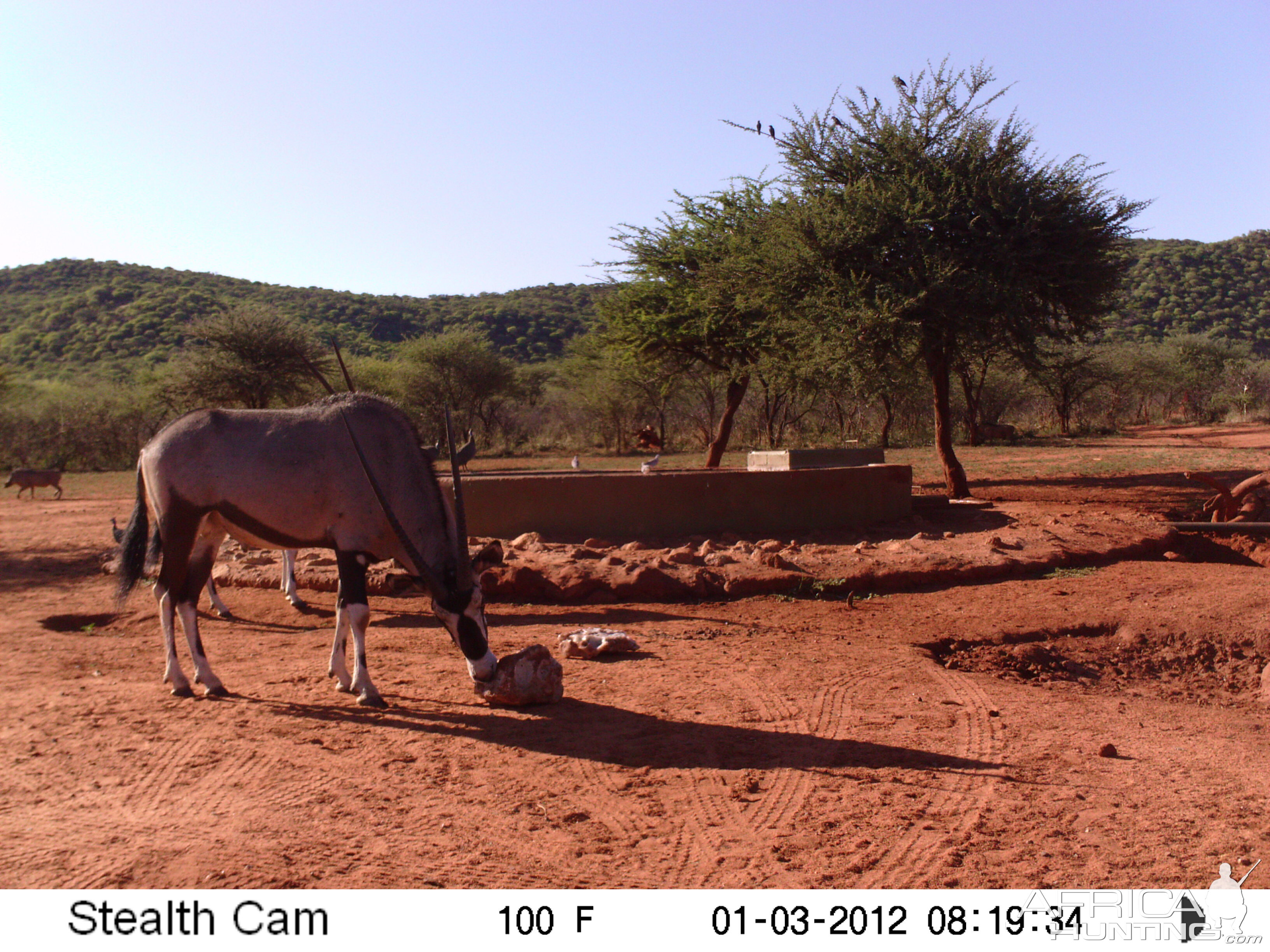 Trail Camera Namibia