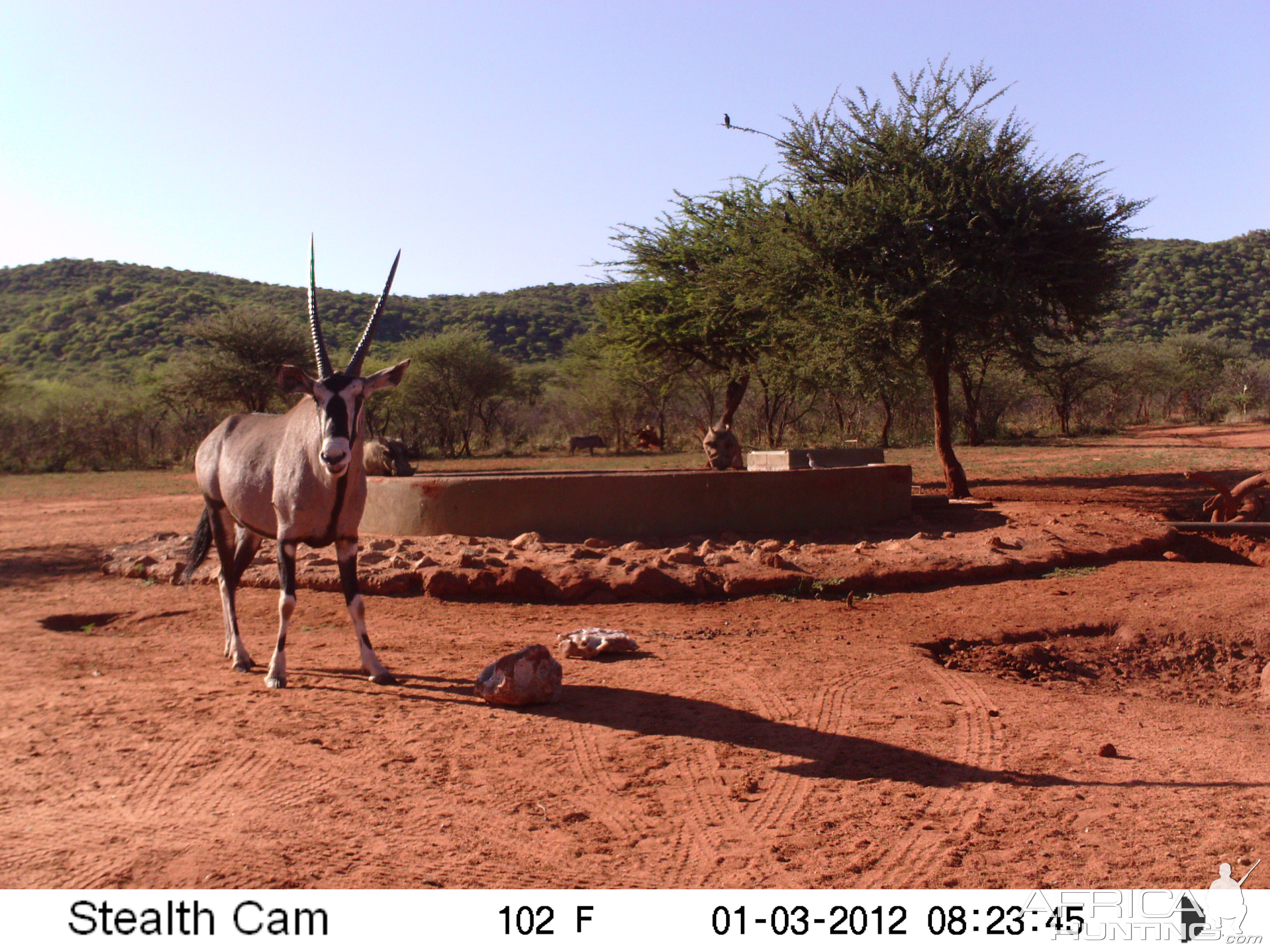 Trail Camera Namibia