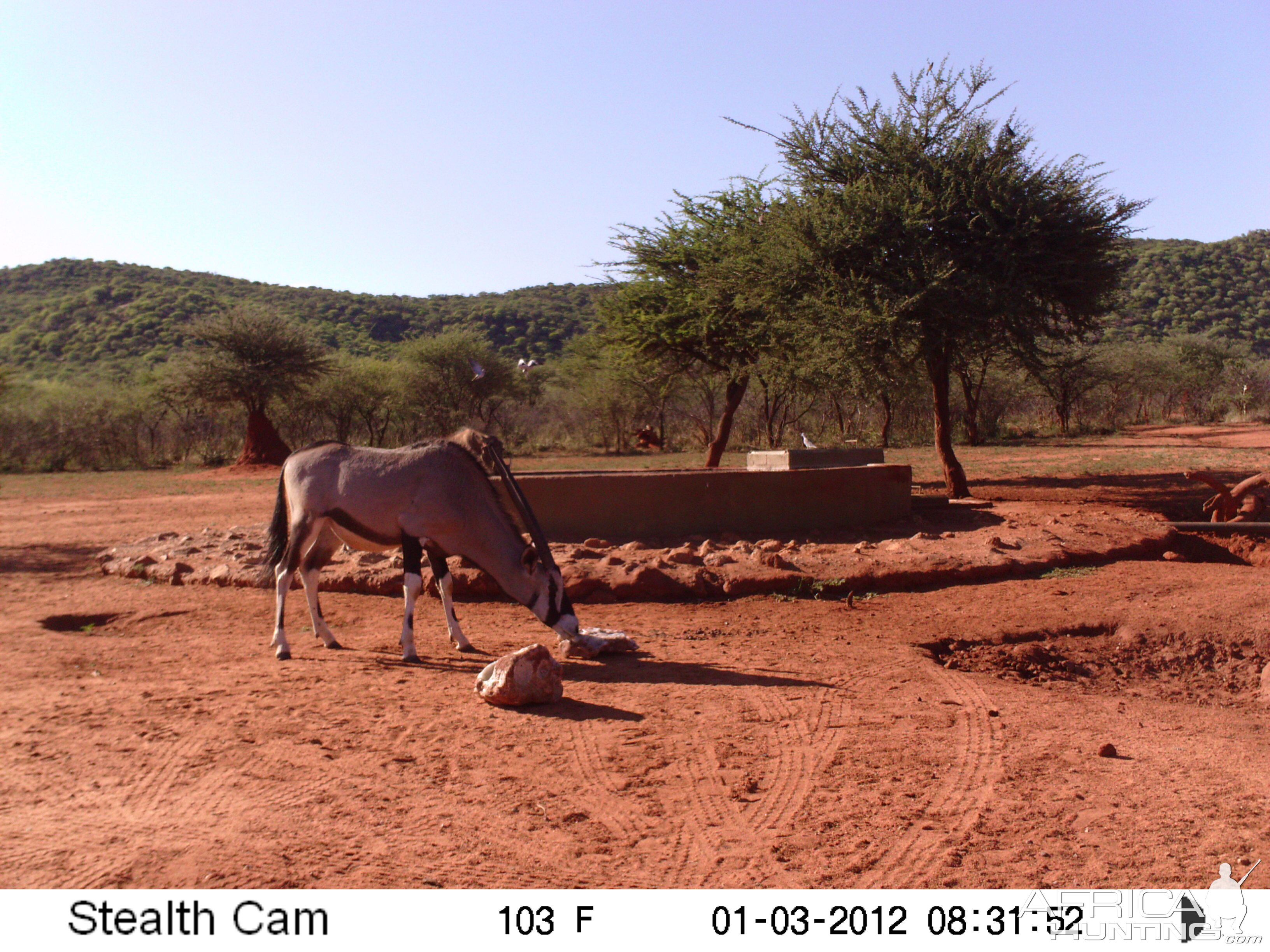 Trail Camera Namibia